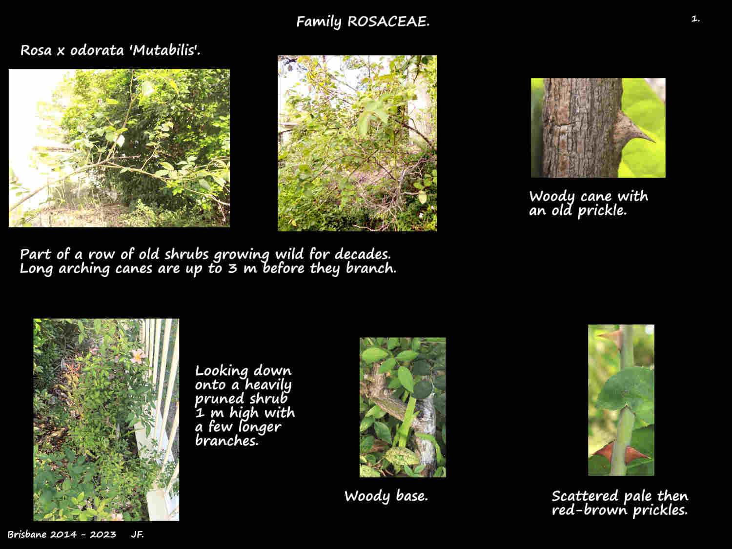 1 2 Rosa x odorata 'Mutabilis' shrubs