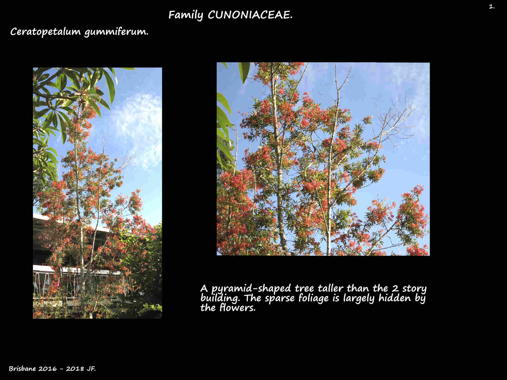 1 A Ceratopetalum gummiferum tree in flower