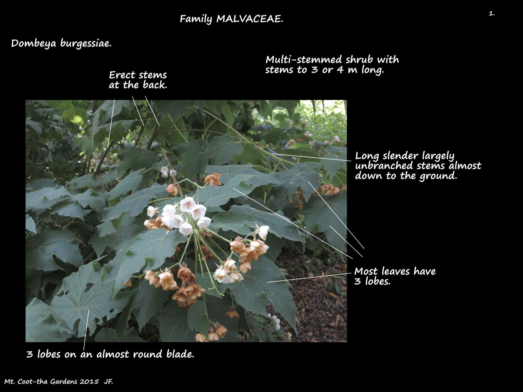 1 A Pink Wild Pear shrub