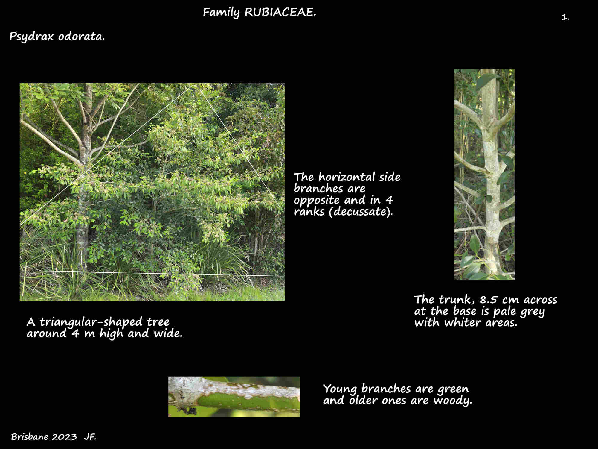 1 A Psydrax odorata tree