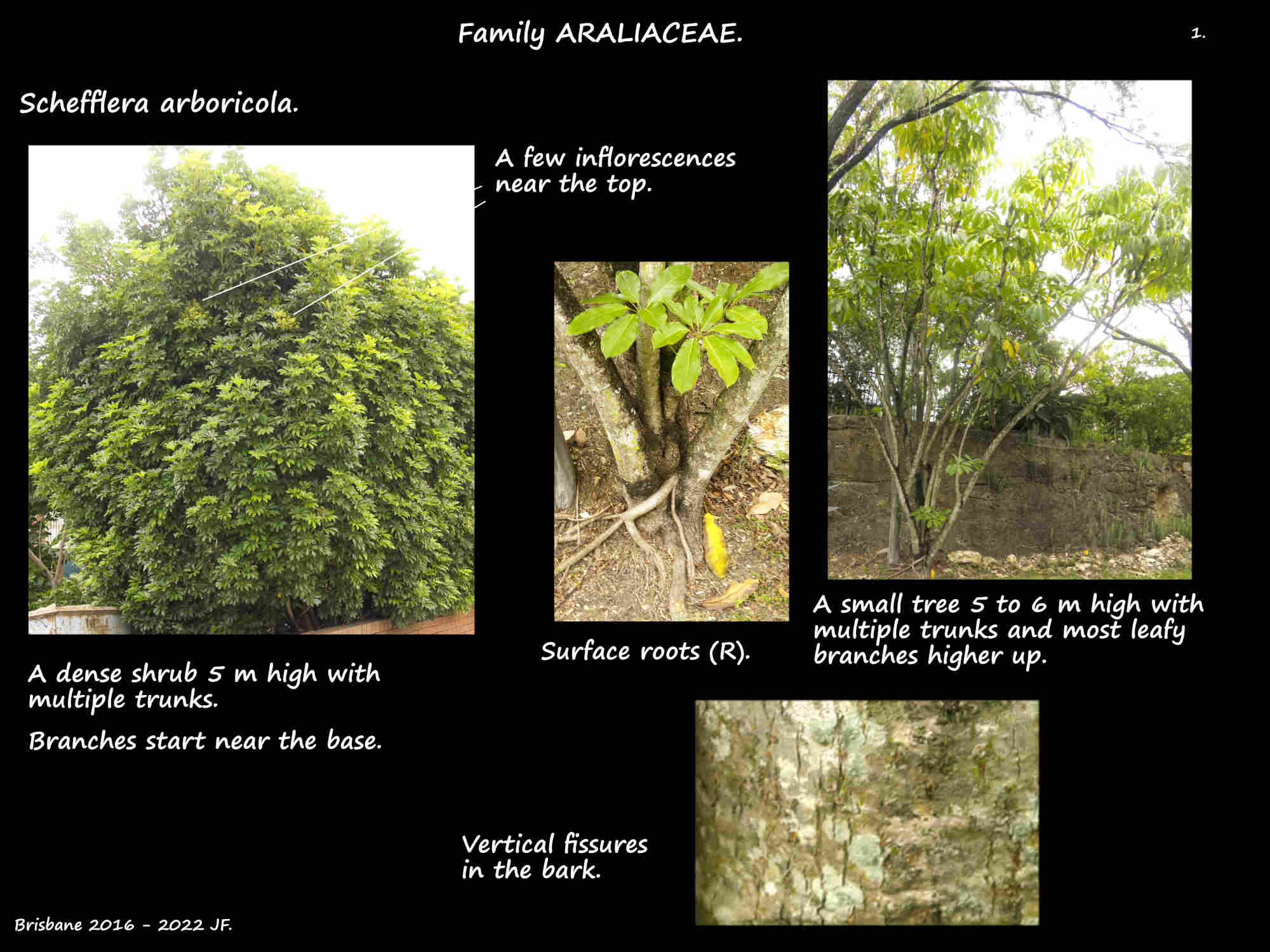 1 A Schefflera arboricola shrub & tree