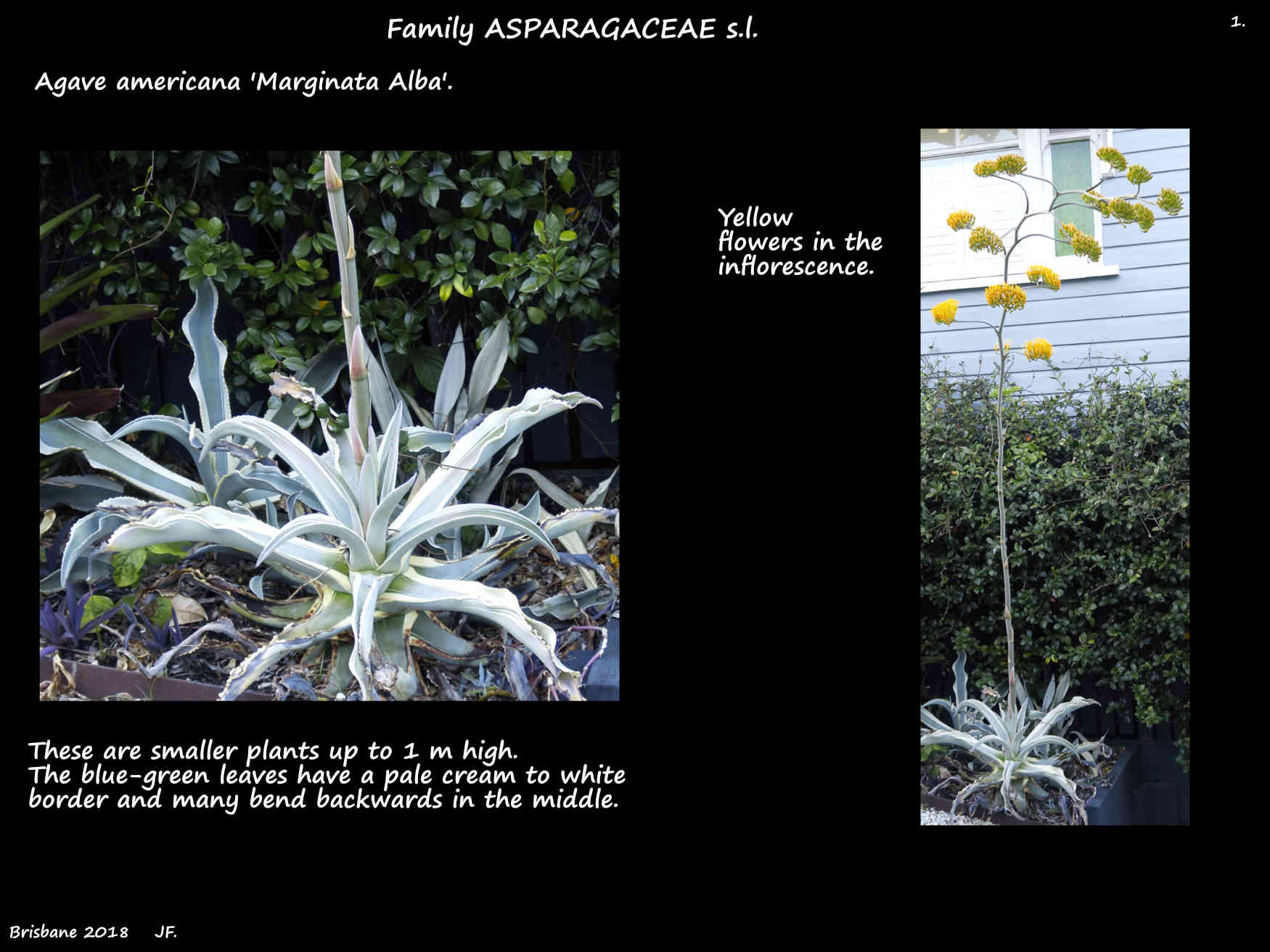 1 A clump of Agave americana 'Marginata Alba' plants & an inflorescence