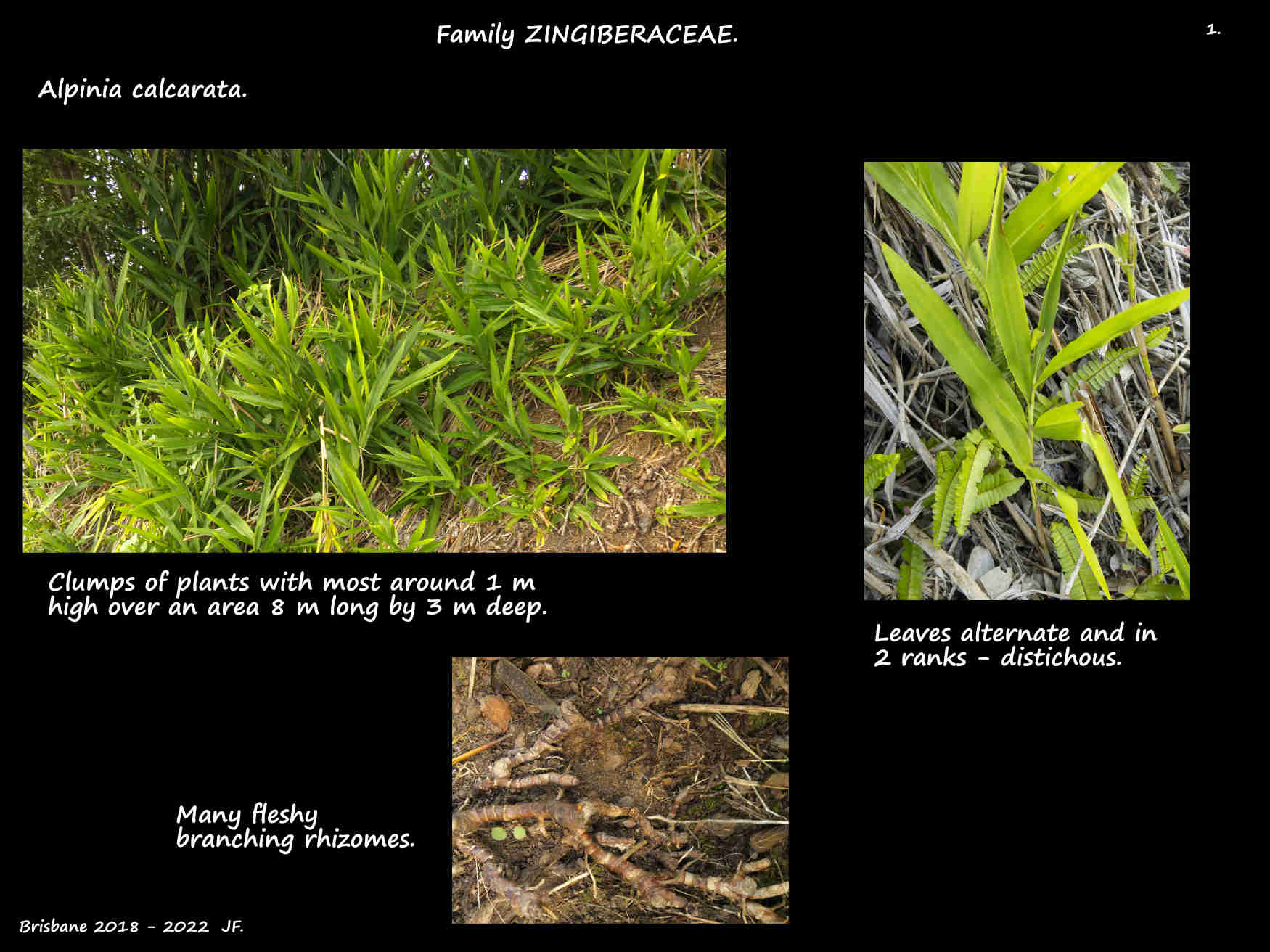1 A clump of Alpinia calcarata & the rhizomes