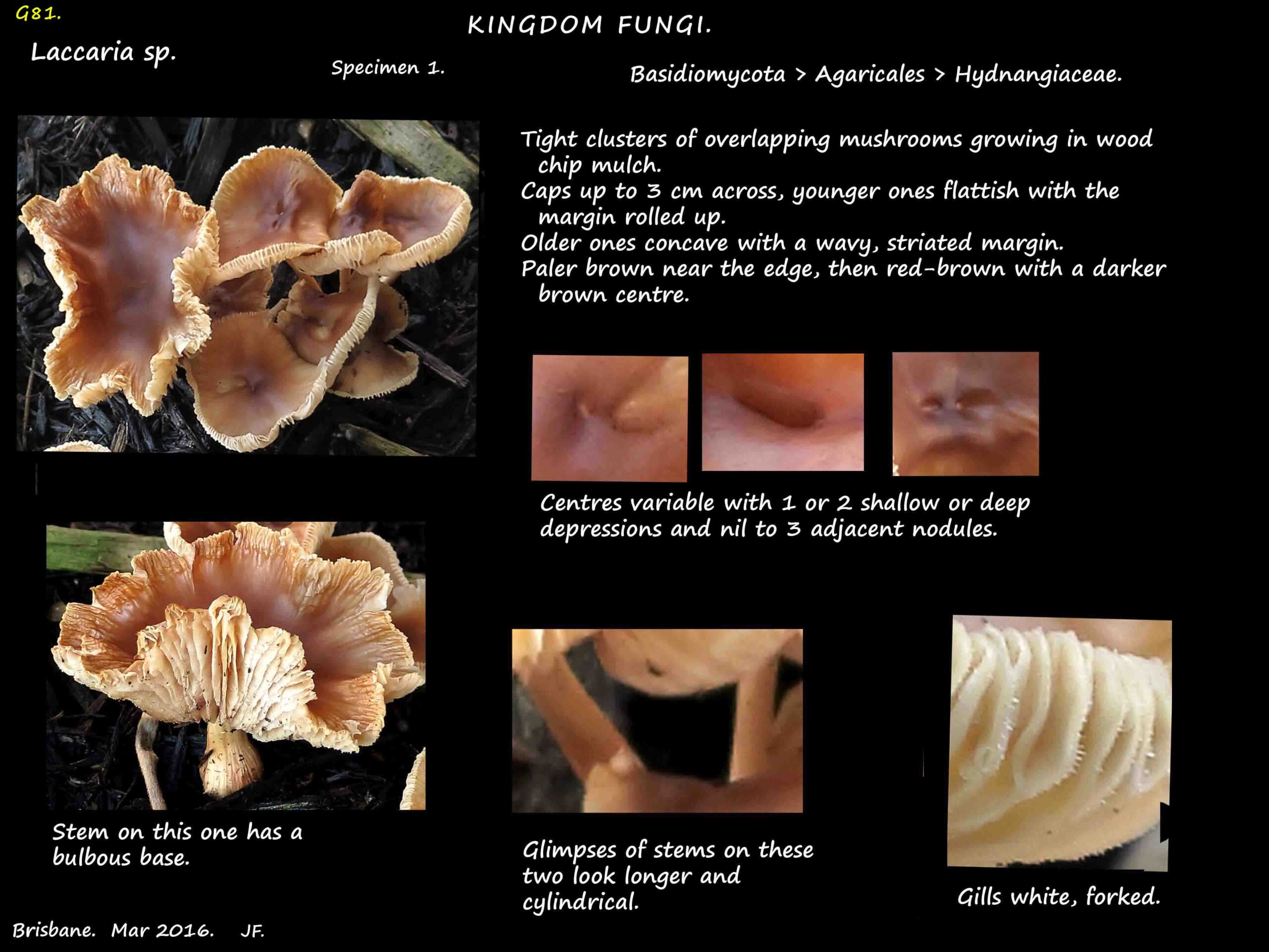 1 A cluster of brown Laccaria mushrooms