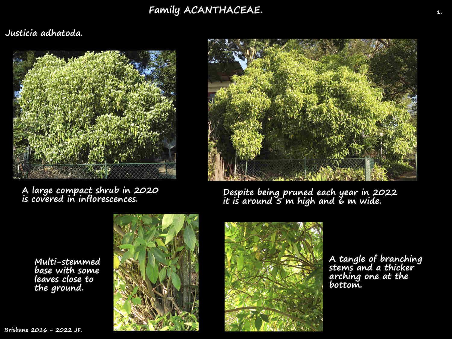 1 A large Justicia adhatoda shrub