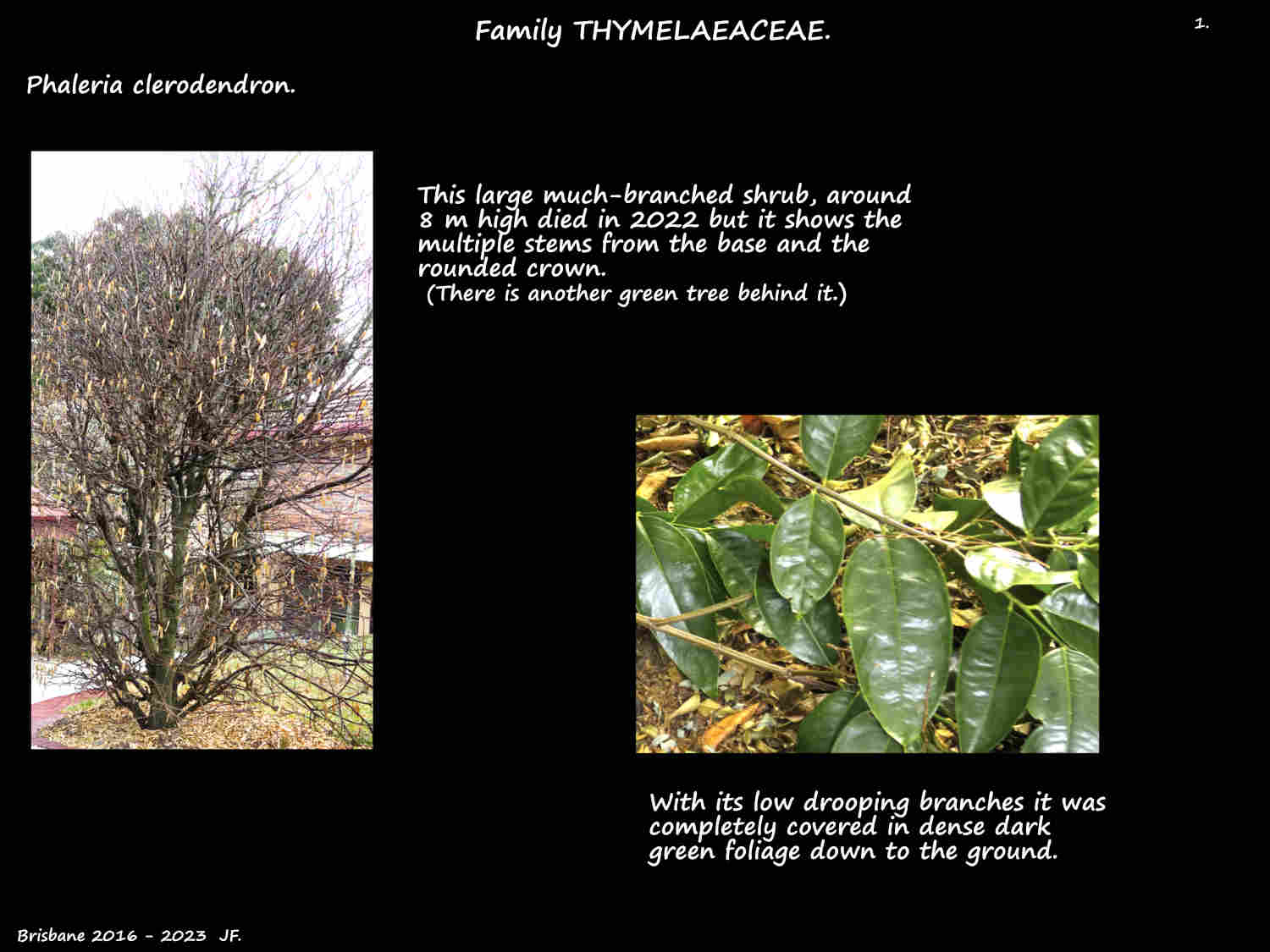 1 A large Phaleria clerodendron shrub