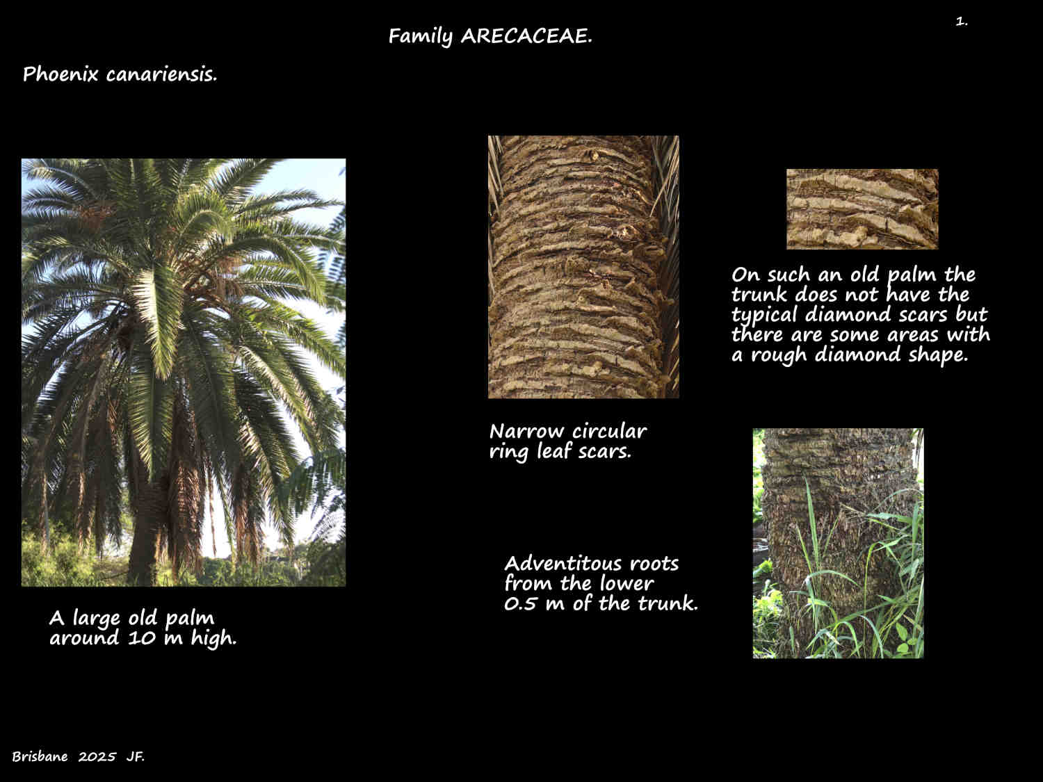1 A large old Canary Is. palm