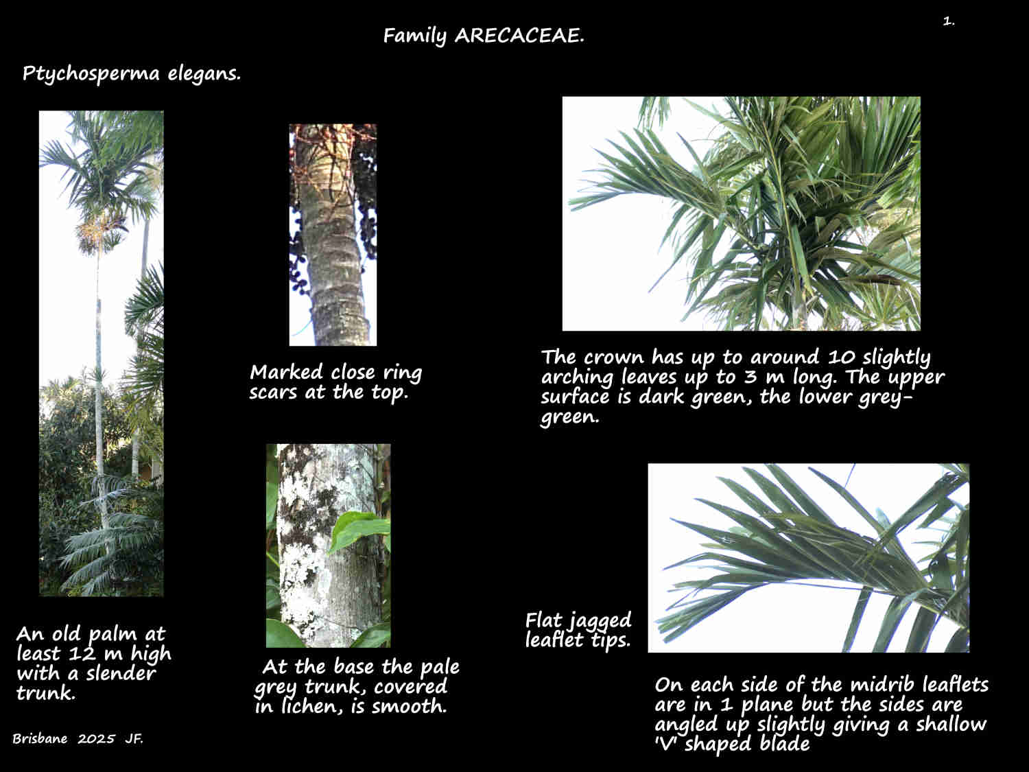 1 A large old Ptychosperma elegans palm