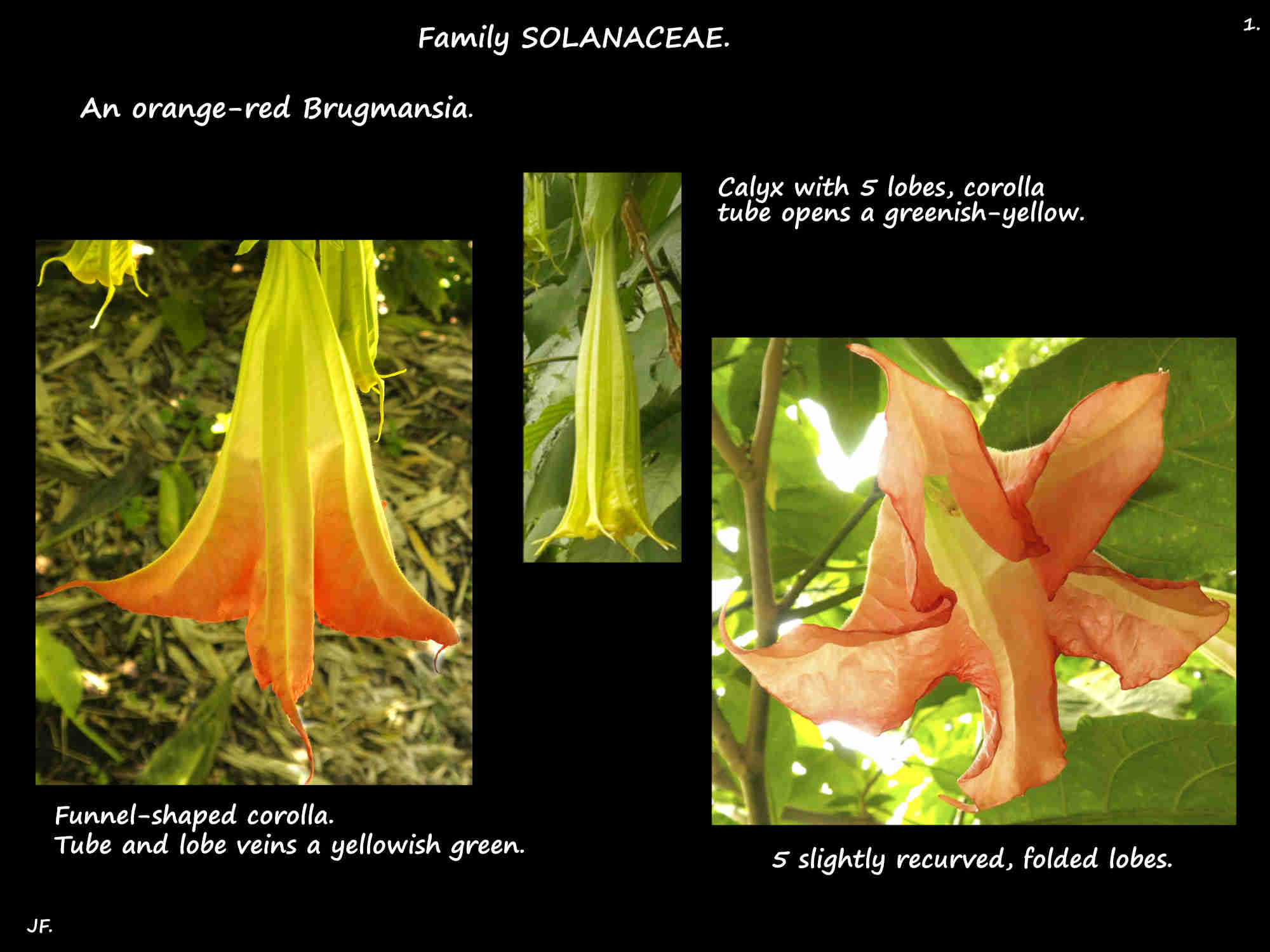 1 A red Brugmansia