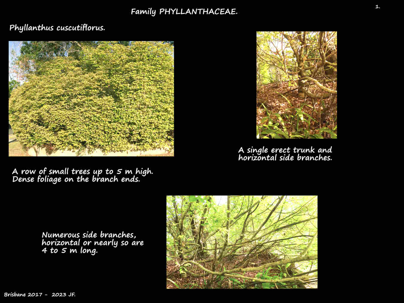 1 A row of Phyllanthus cuscutiflorus trees