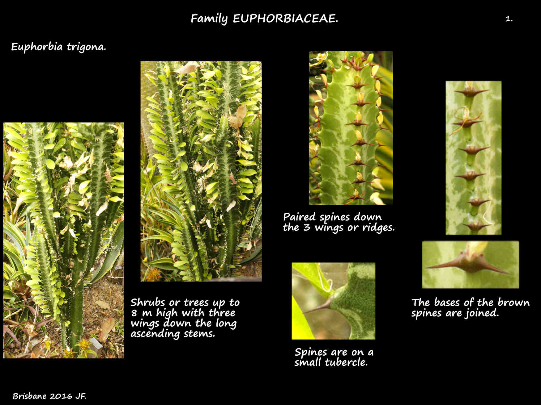 1 A small Euphorbia trigona tree & the spines