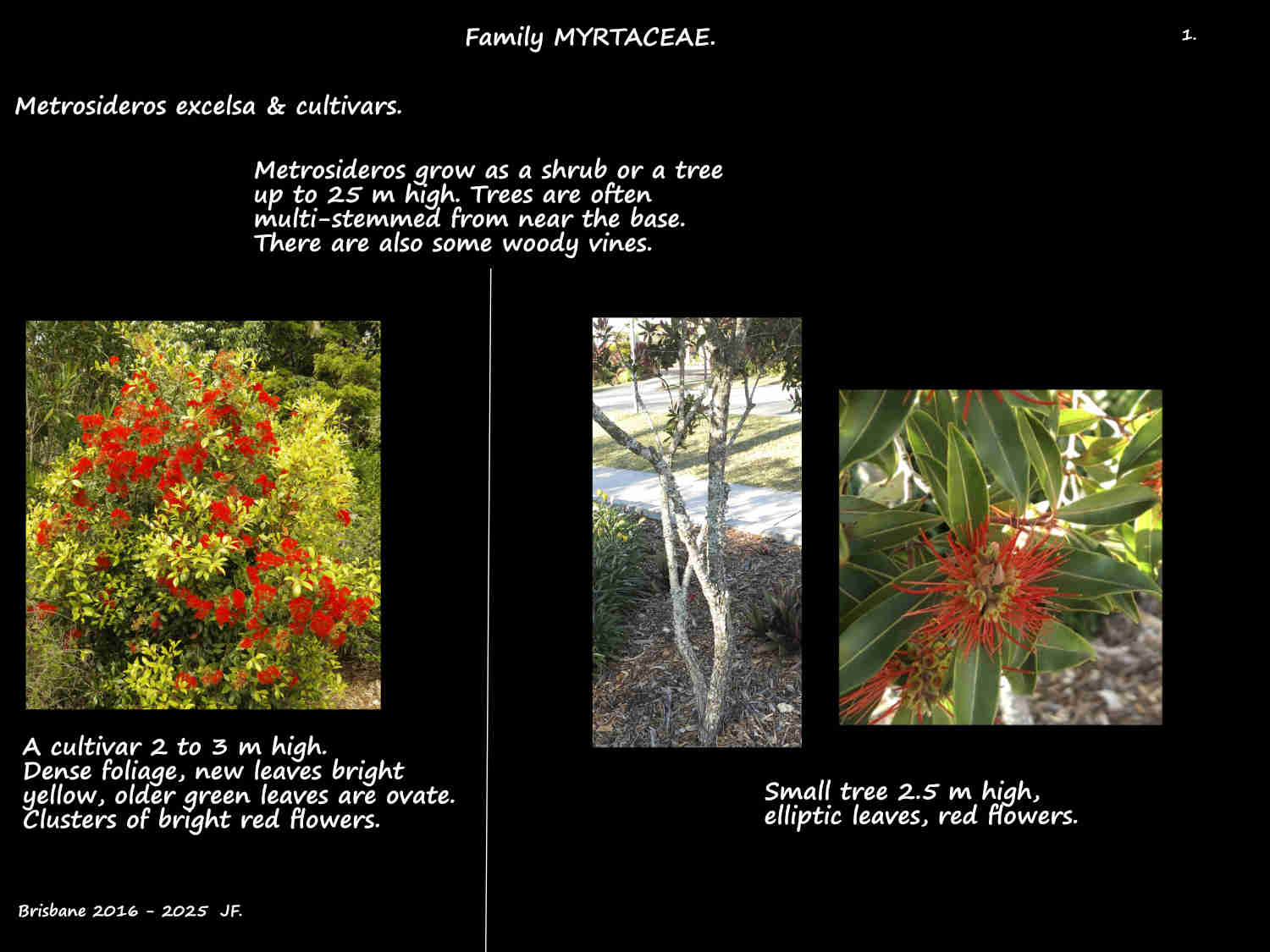 1 A small Metrosideros tree