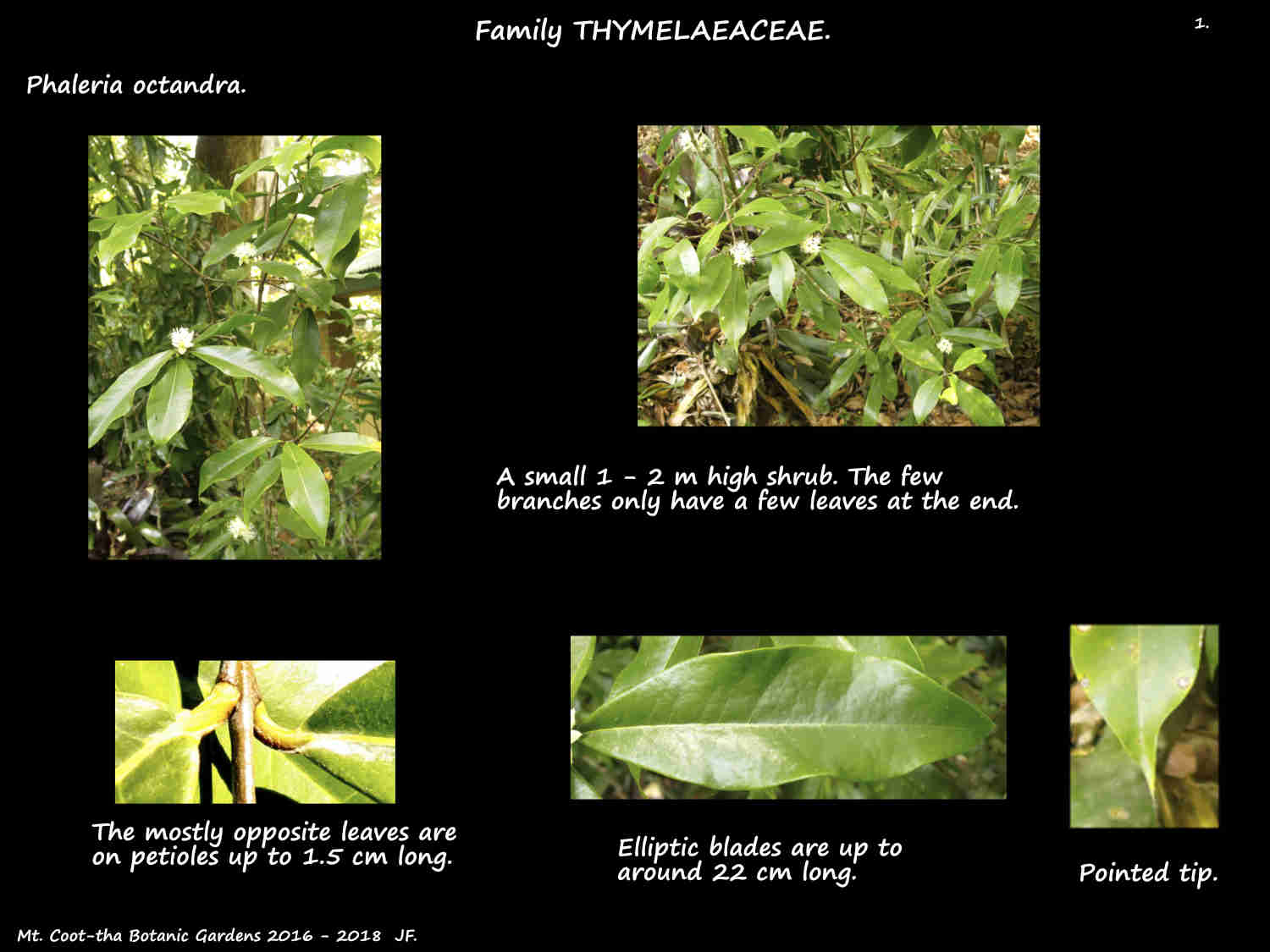 1 A small Phaleria octandra shrub & leaves