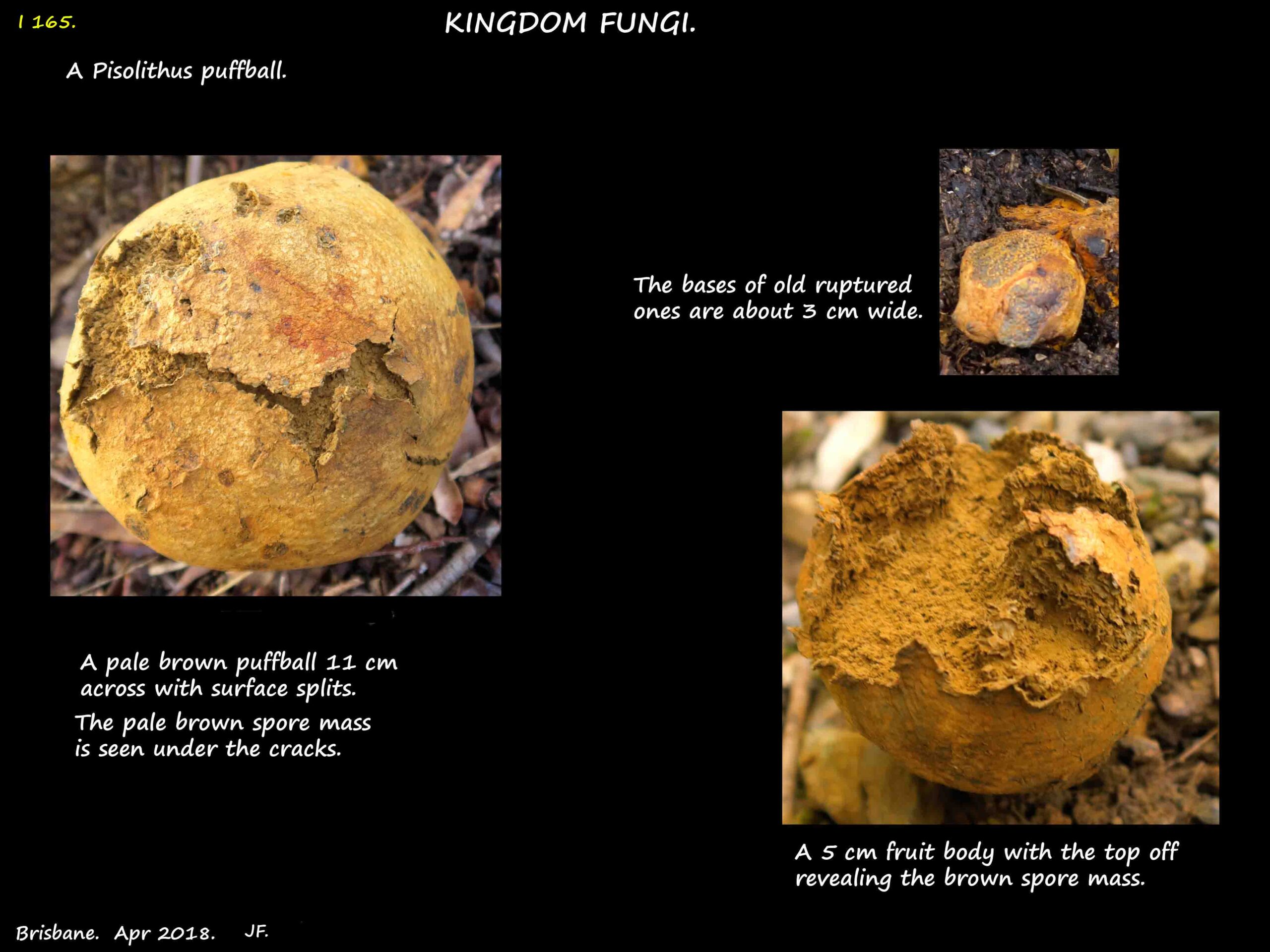 1 A spherical brown gleba