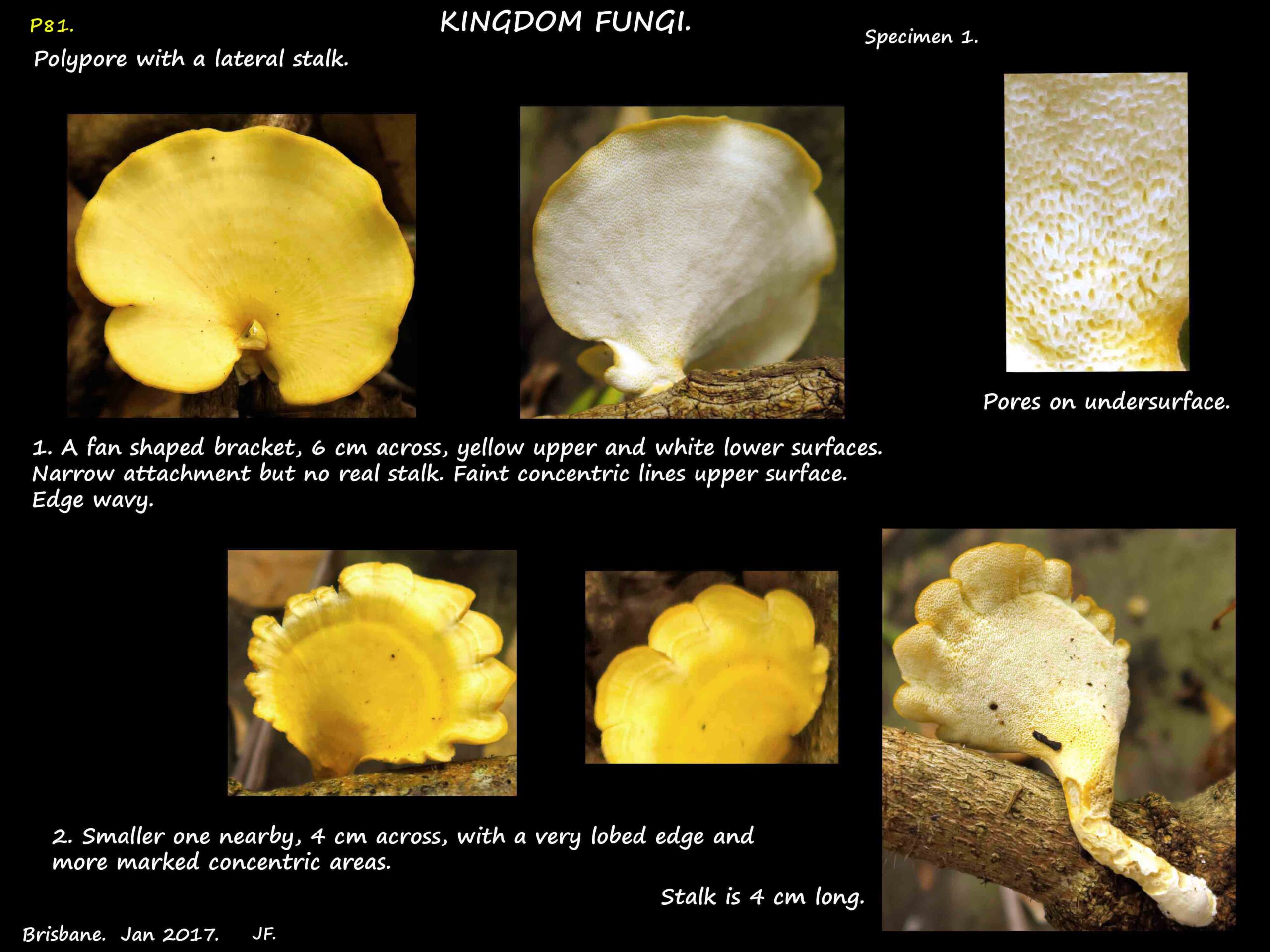 1 A yellow Polypore with a lateral stalk