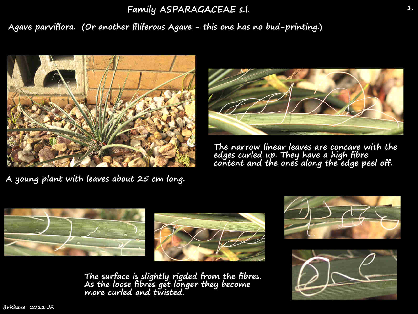 1 A young filiferous Agave