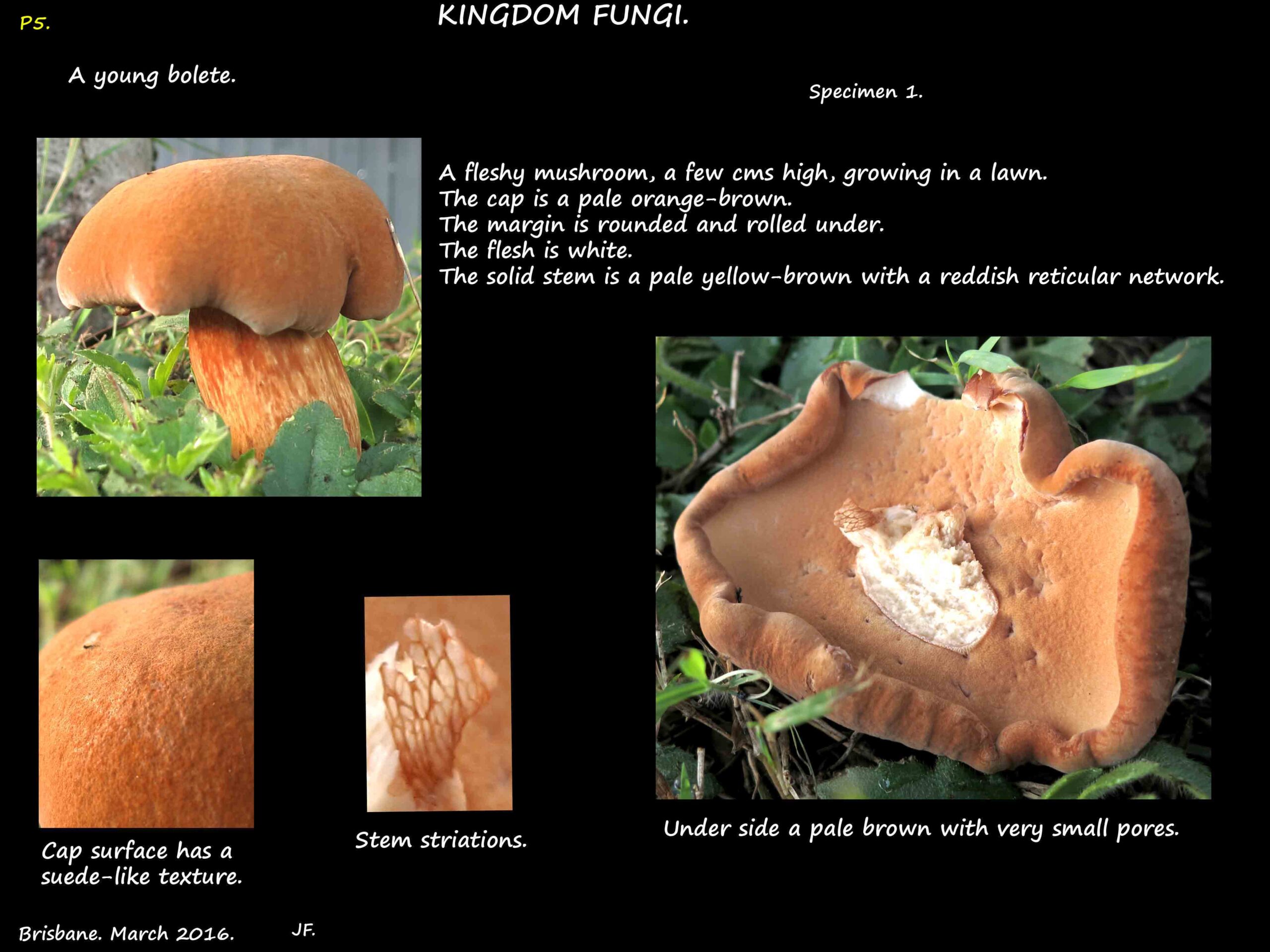 1 A young orange-brown bolete with stem striations