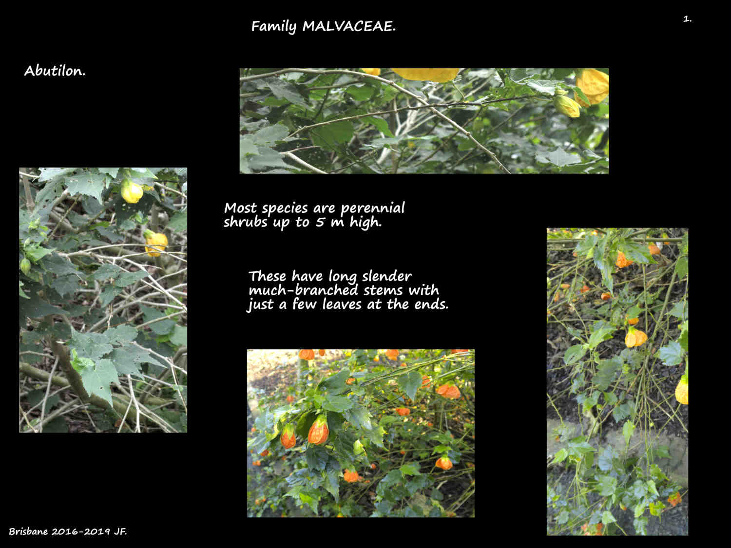 1 Abutilon shrubs