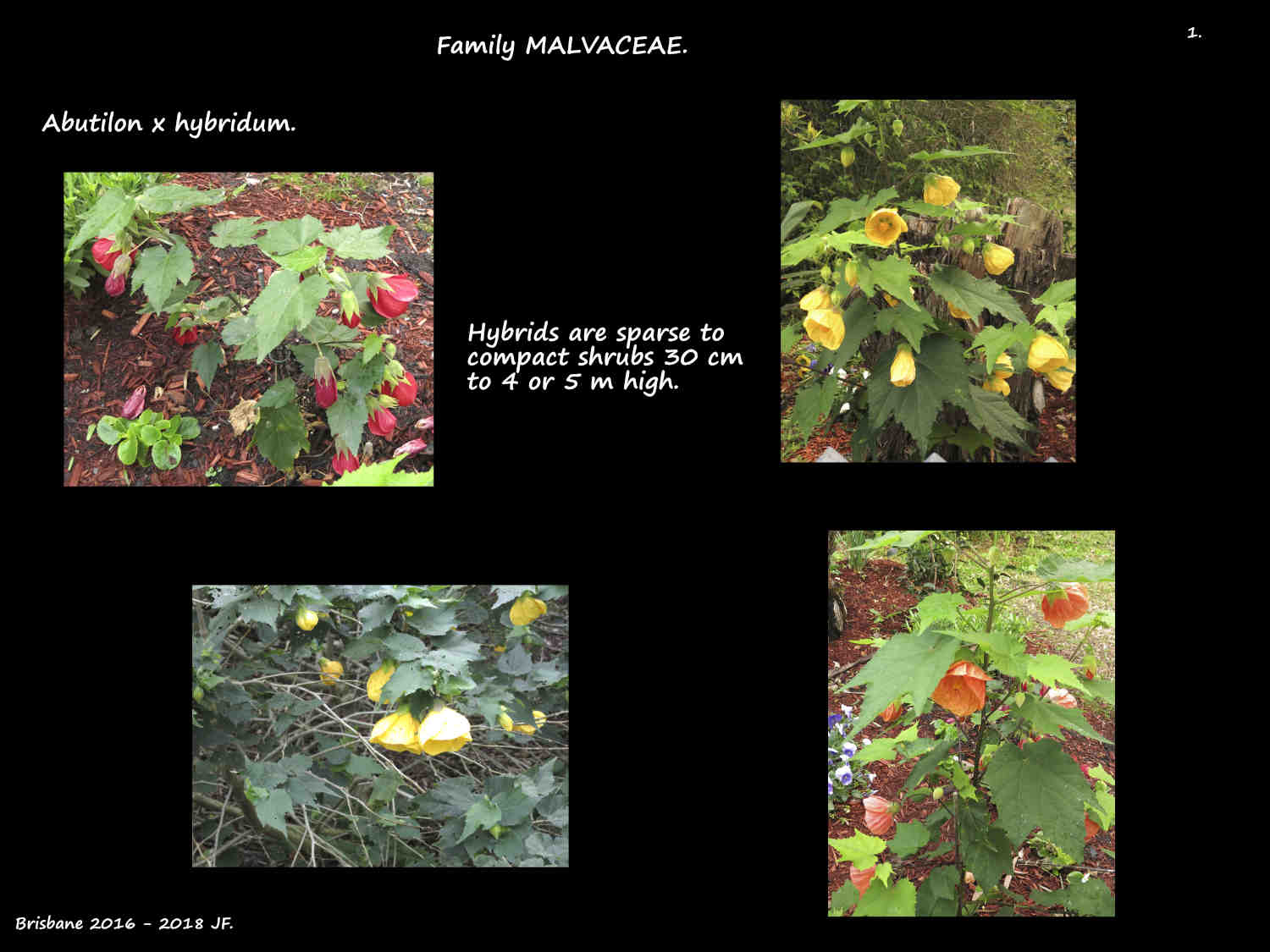 1 Abutilon x hybridum shrubs