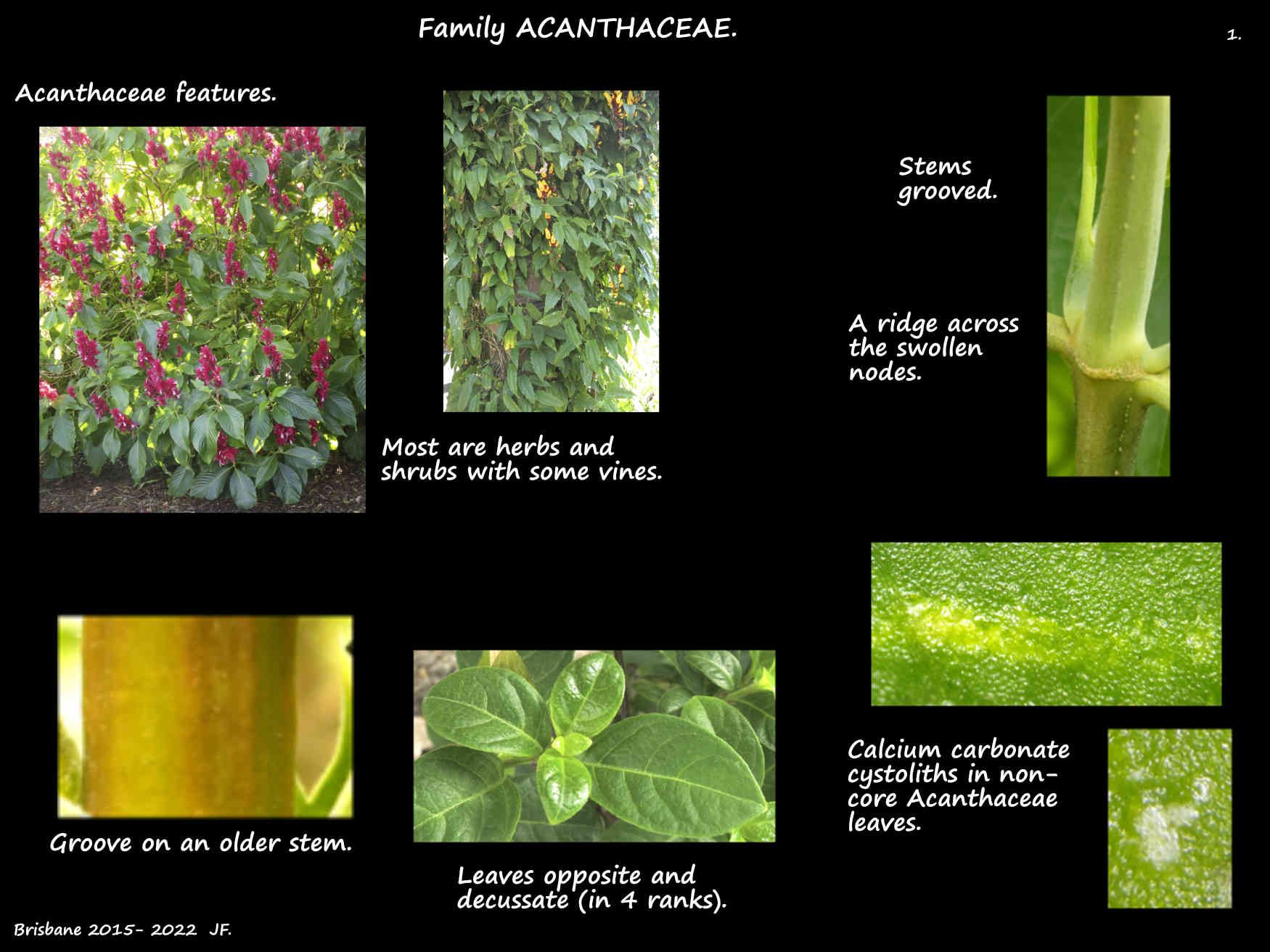 1 Acanthaceae plants & stems