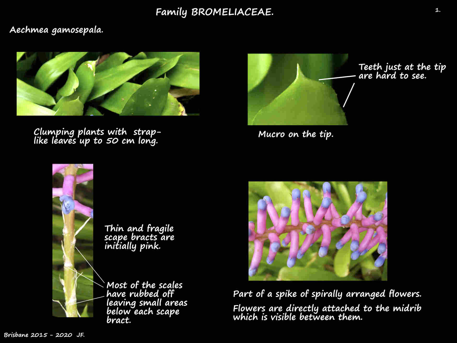 1 Aechmea gamosepala leaves & scape bracts