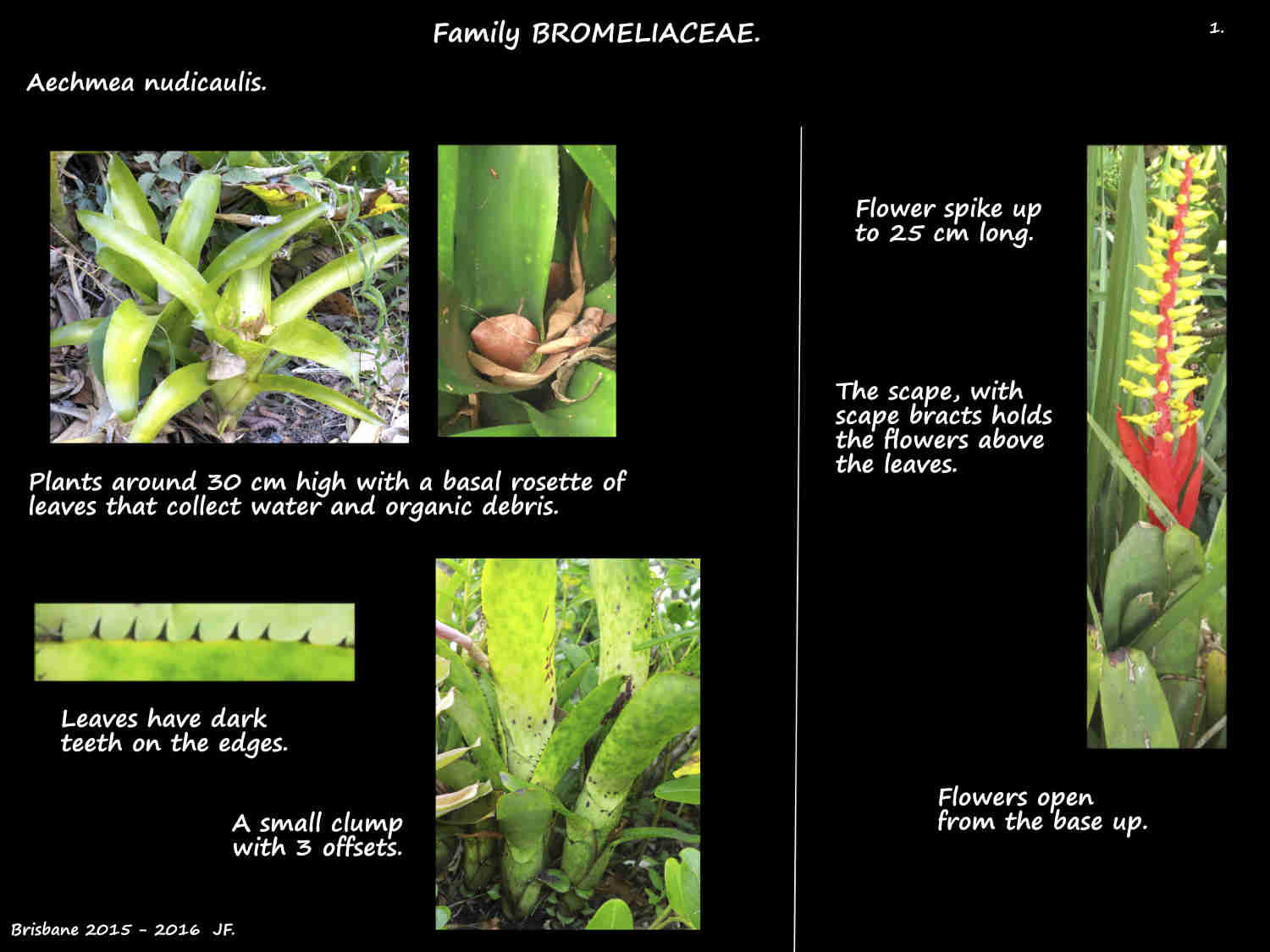 1 Aechmea nudicualis plants, leaves & inflorescence