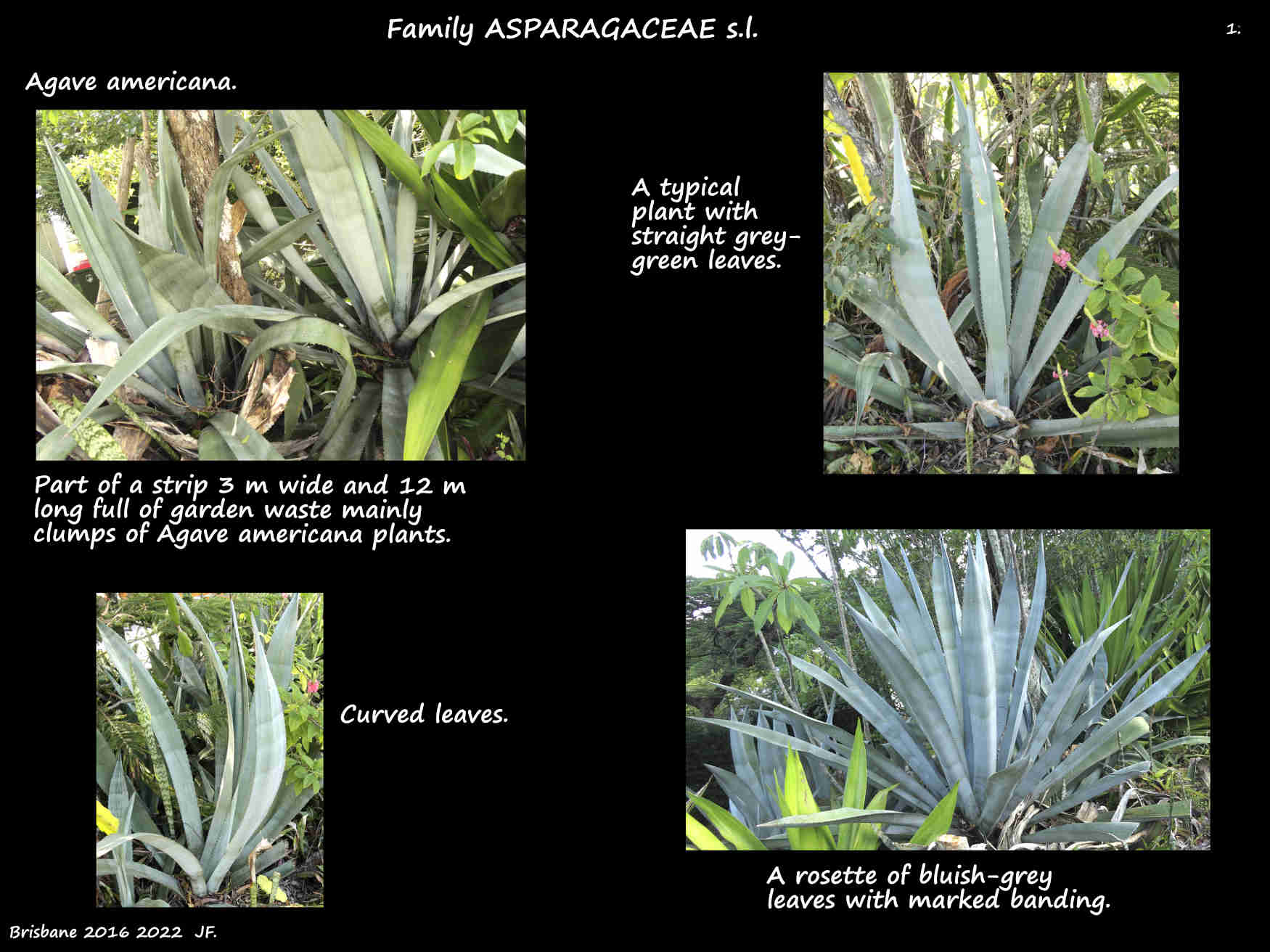 1 Agave americana plants