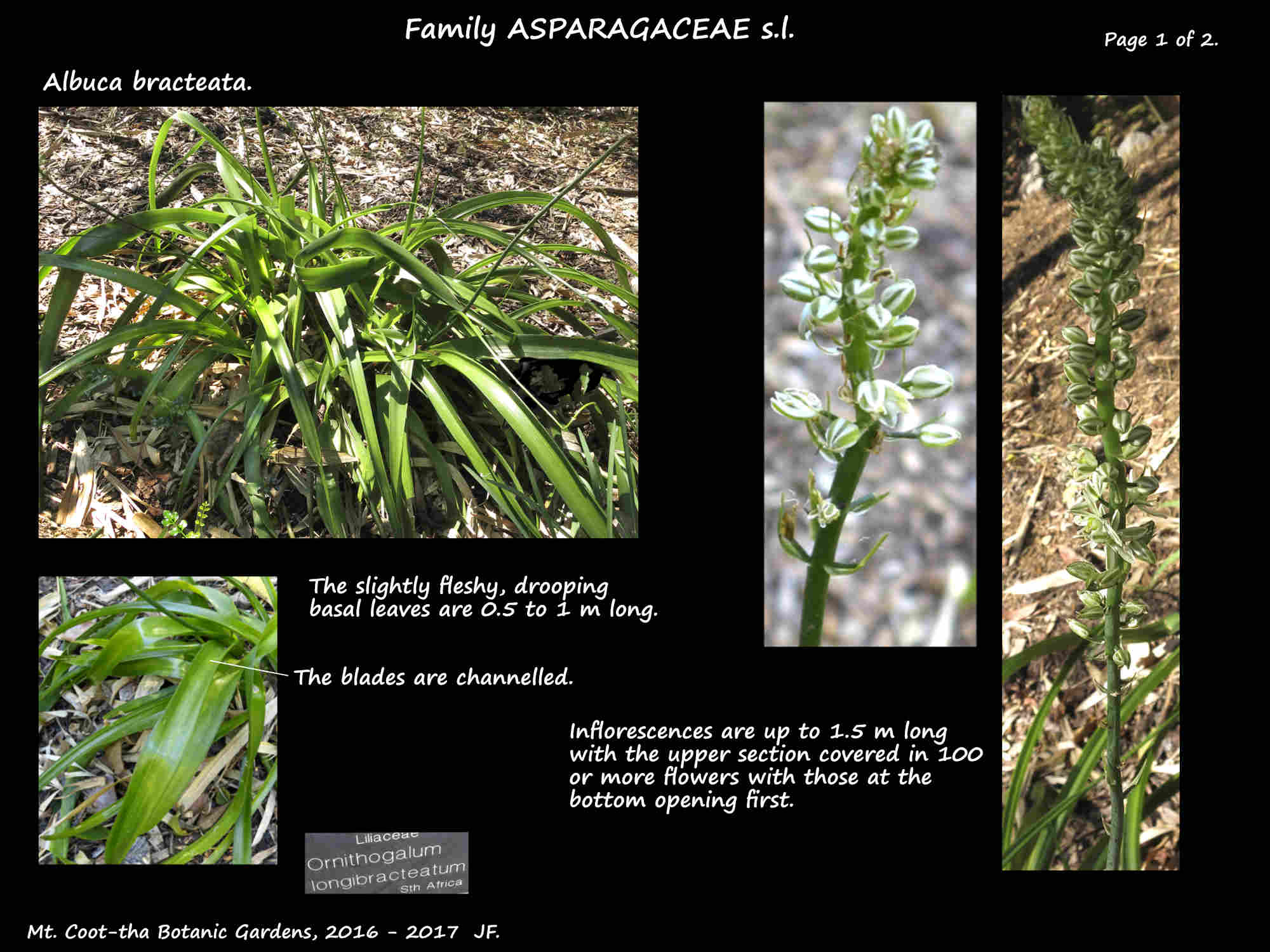 1 Albuca bracteata plants