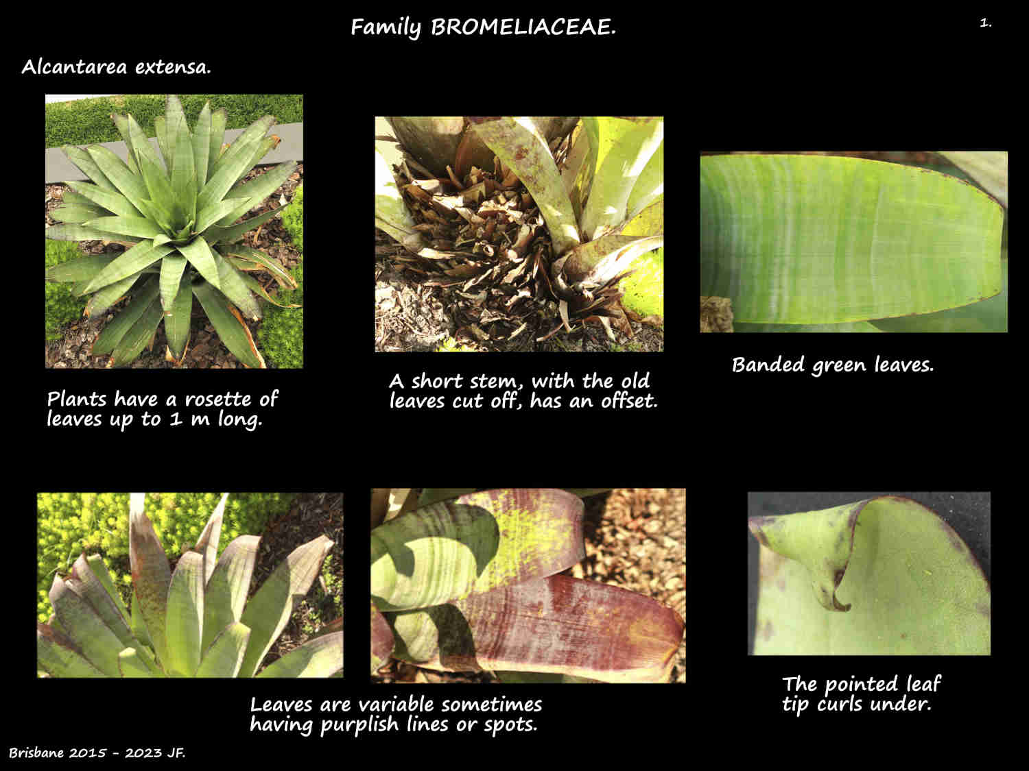 1 Alcantarea extensa plants & leaves