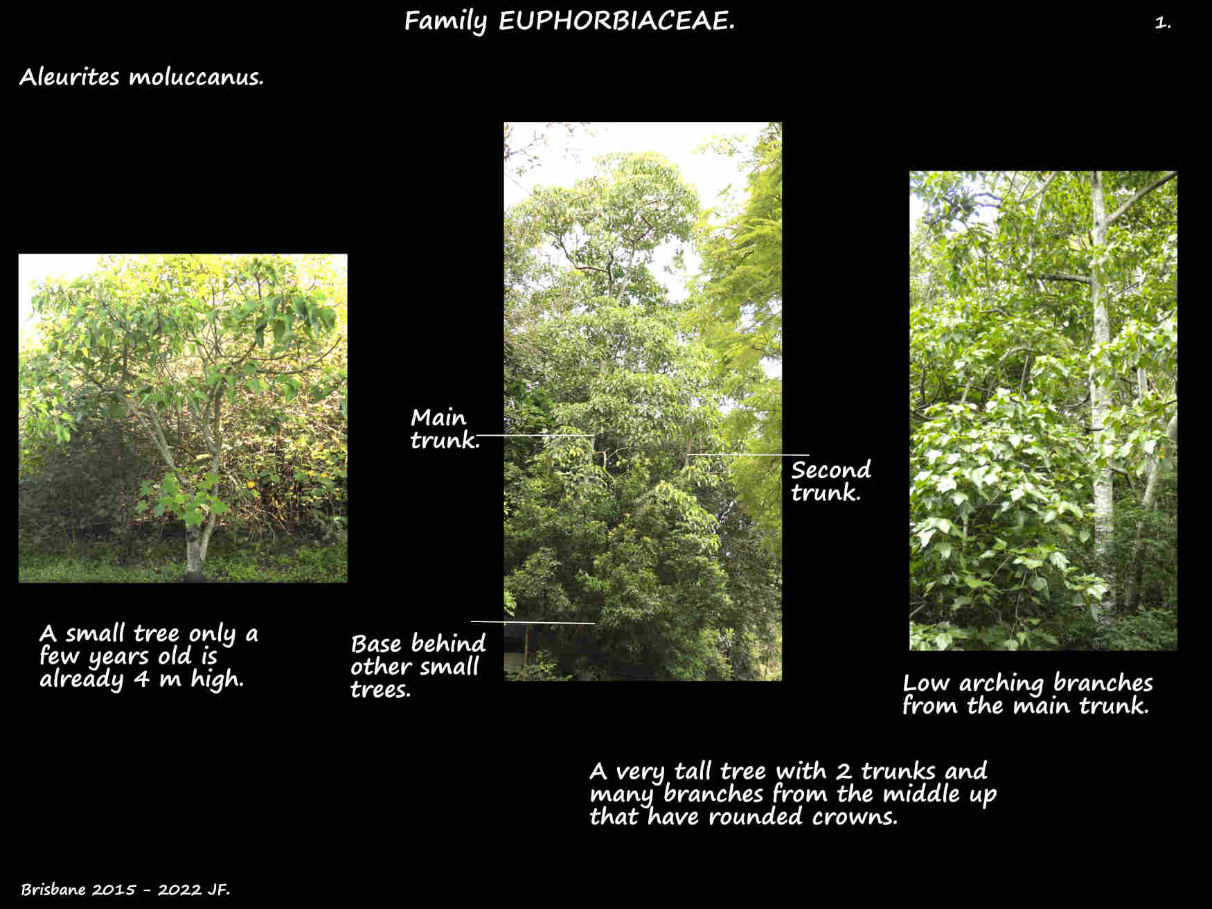 1 Aleurites moluccanus trees