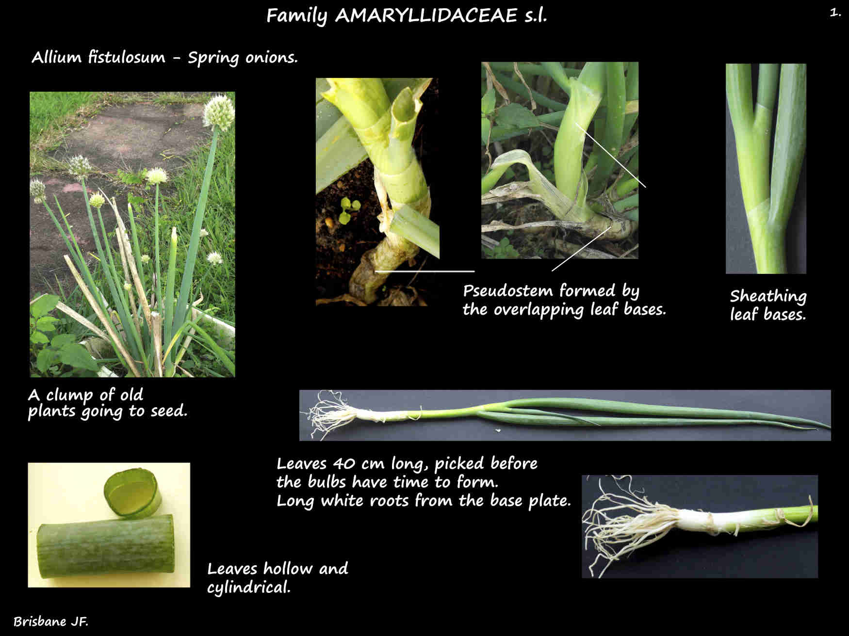 1 Allium fistulosum plants & leaves