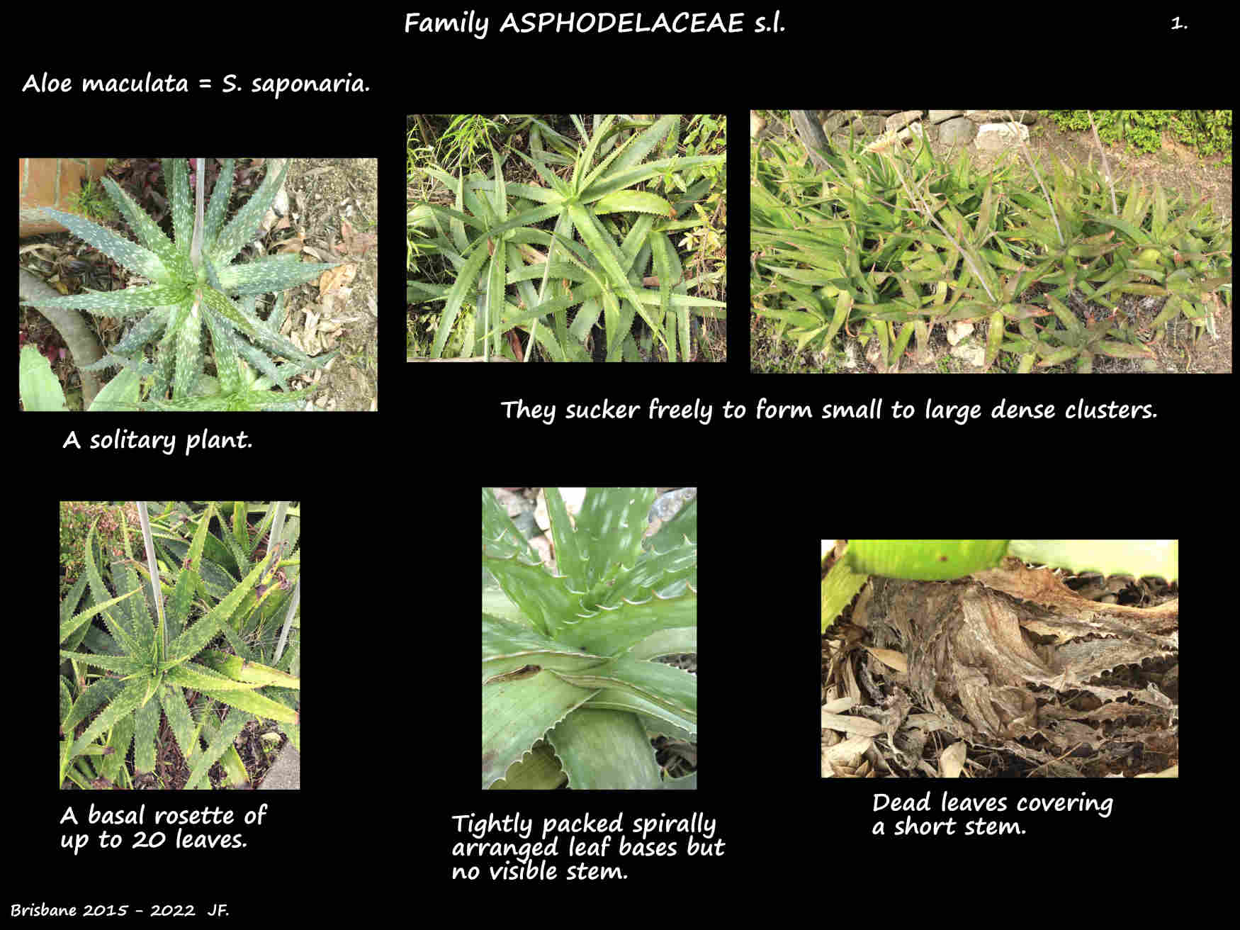 1 Aloe maculata plants