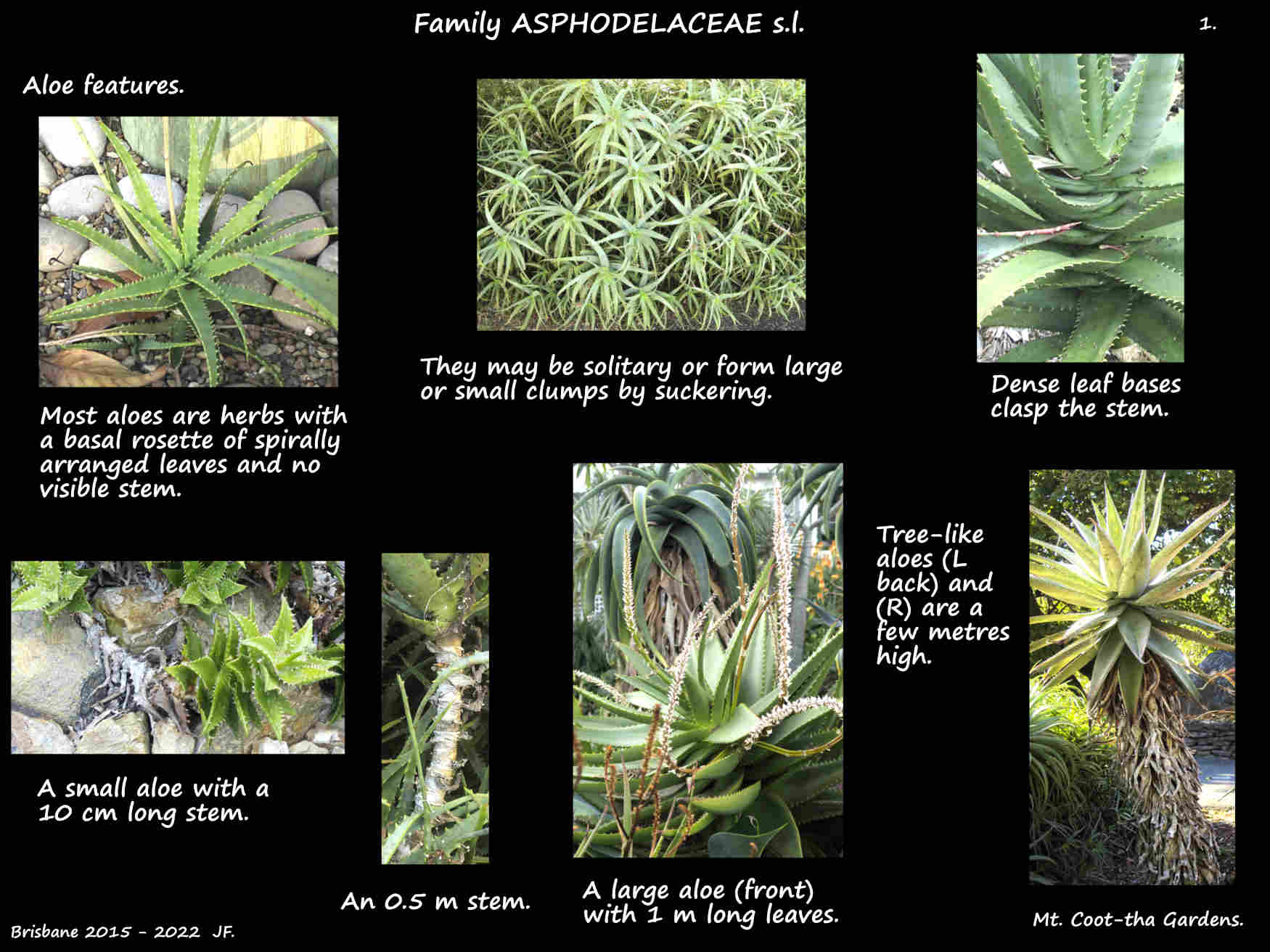 1 Aloe plants, rosettes & stems