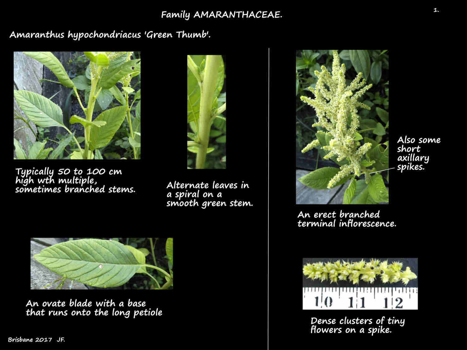 1 Amaranthus hypochondriacus stems, leaves & inflorescences