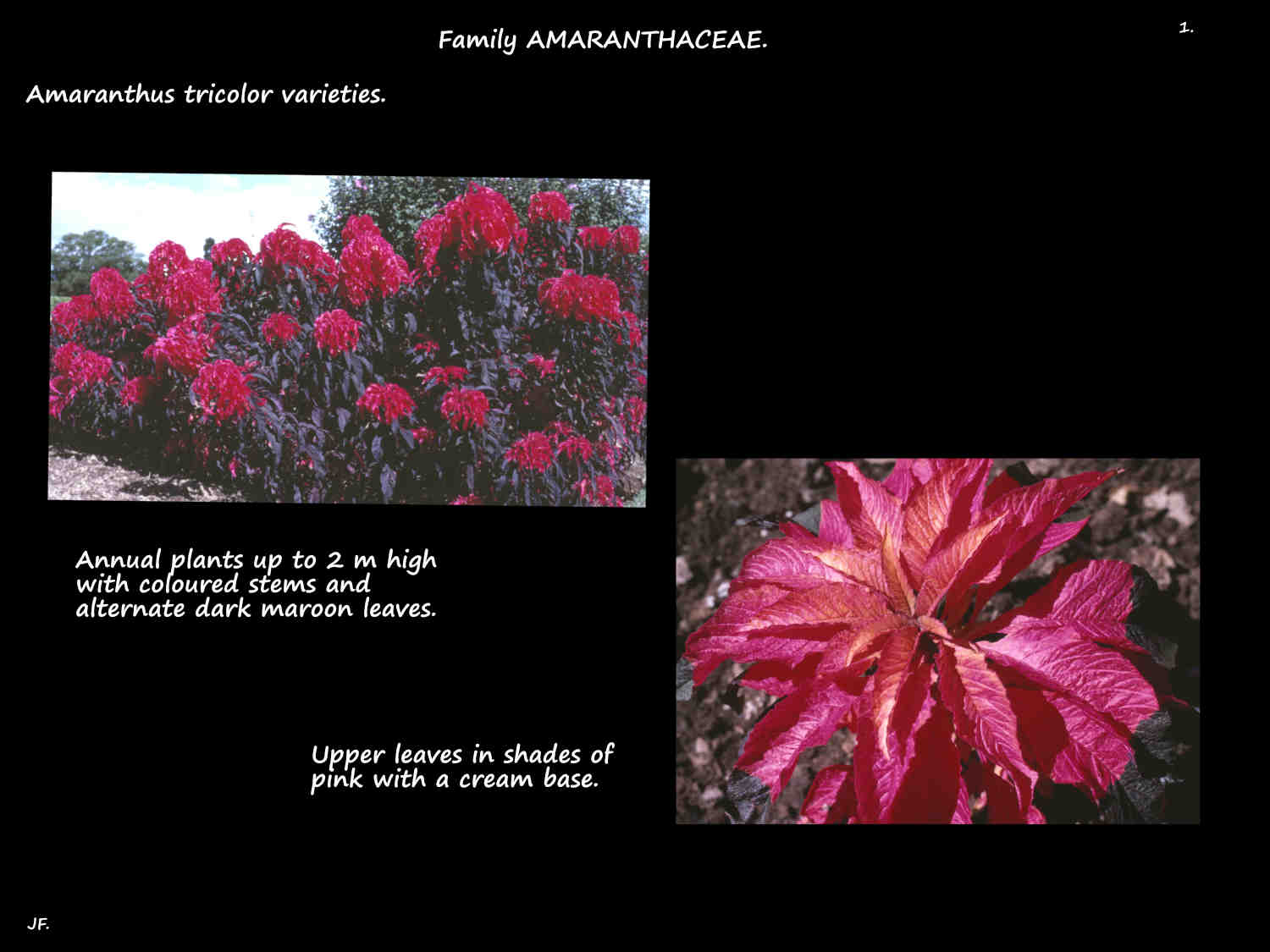 1 Amaranthus tricolor plants & coloured leaves