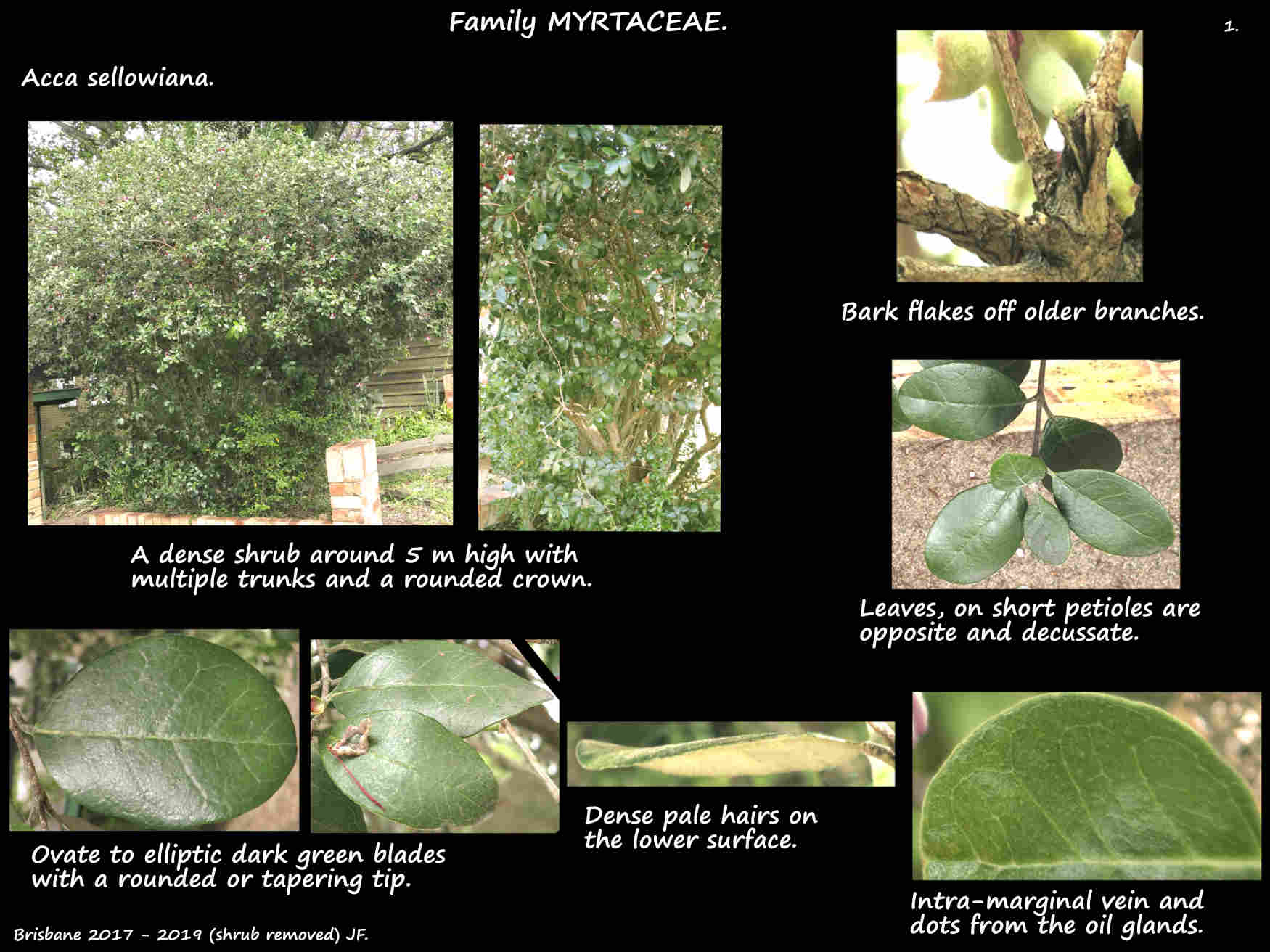 1 An Acca sellowiana shrub & leaves
