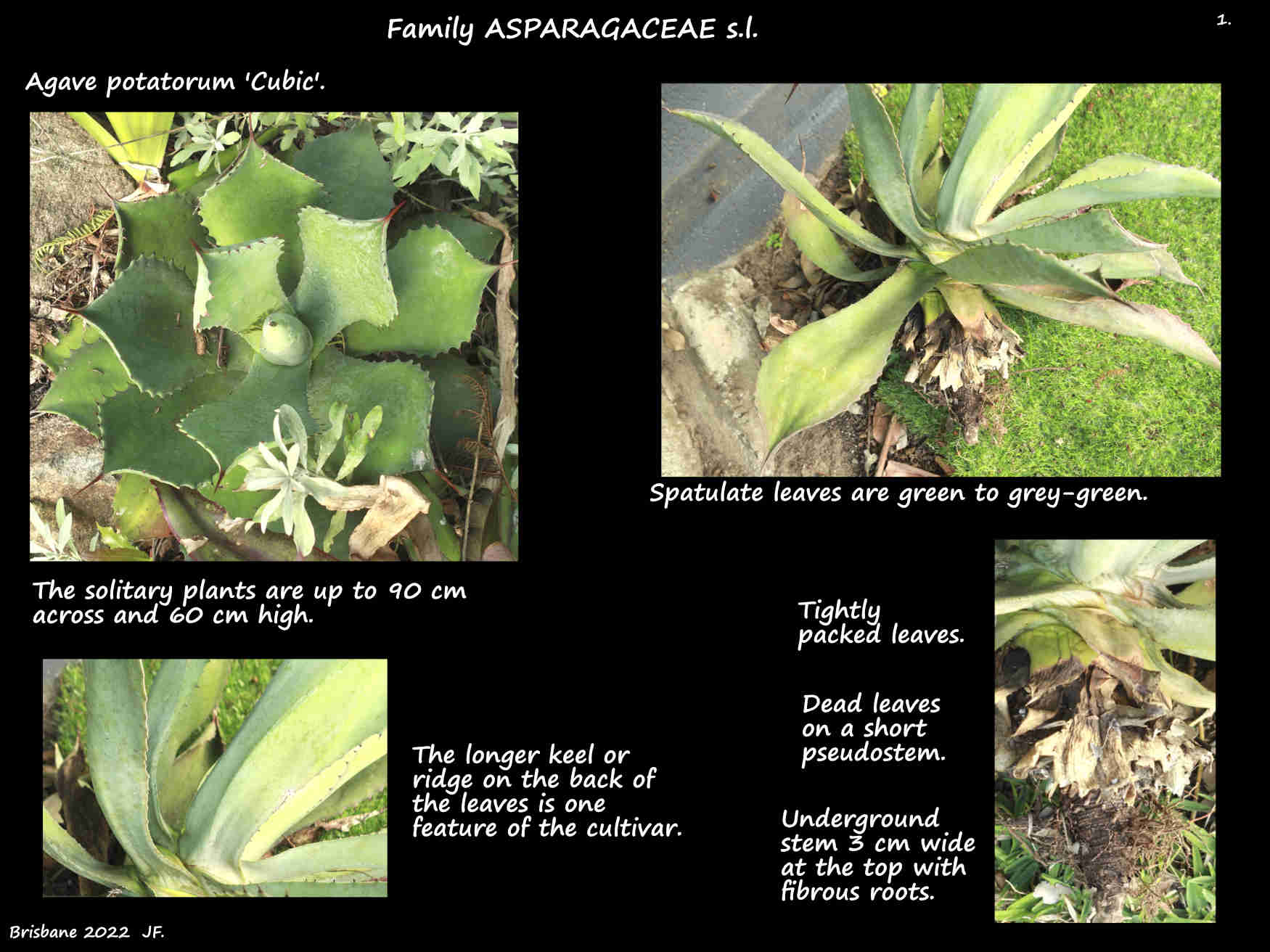 1 An Agave potatorum 'Cubic' plant