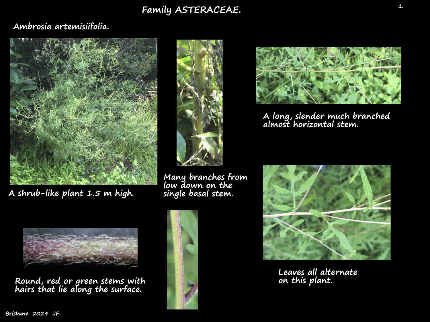 1 An Ambrosia artemisiifolia plant