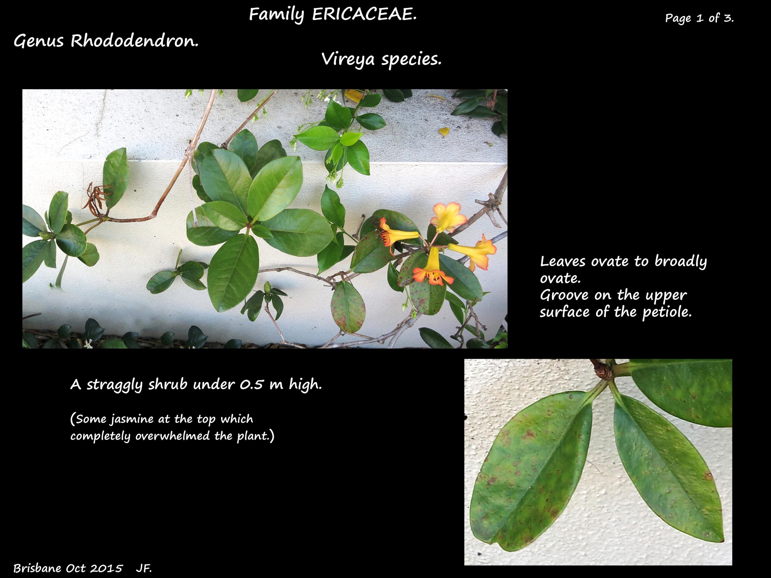 1 An Orange Vireya shrub & leaves