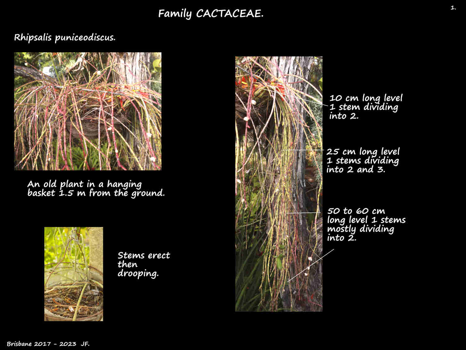 1 An old Rhipsalis puniceodiscus plant