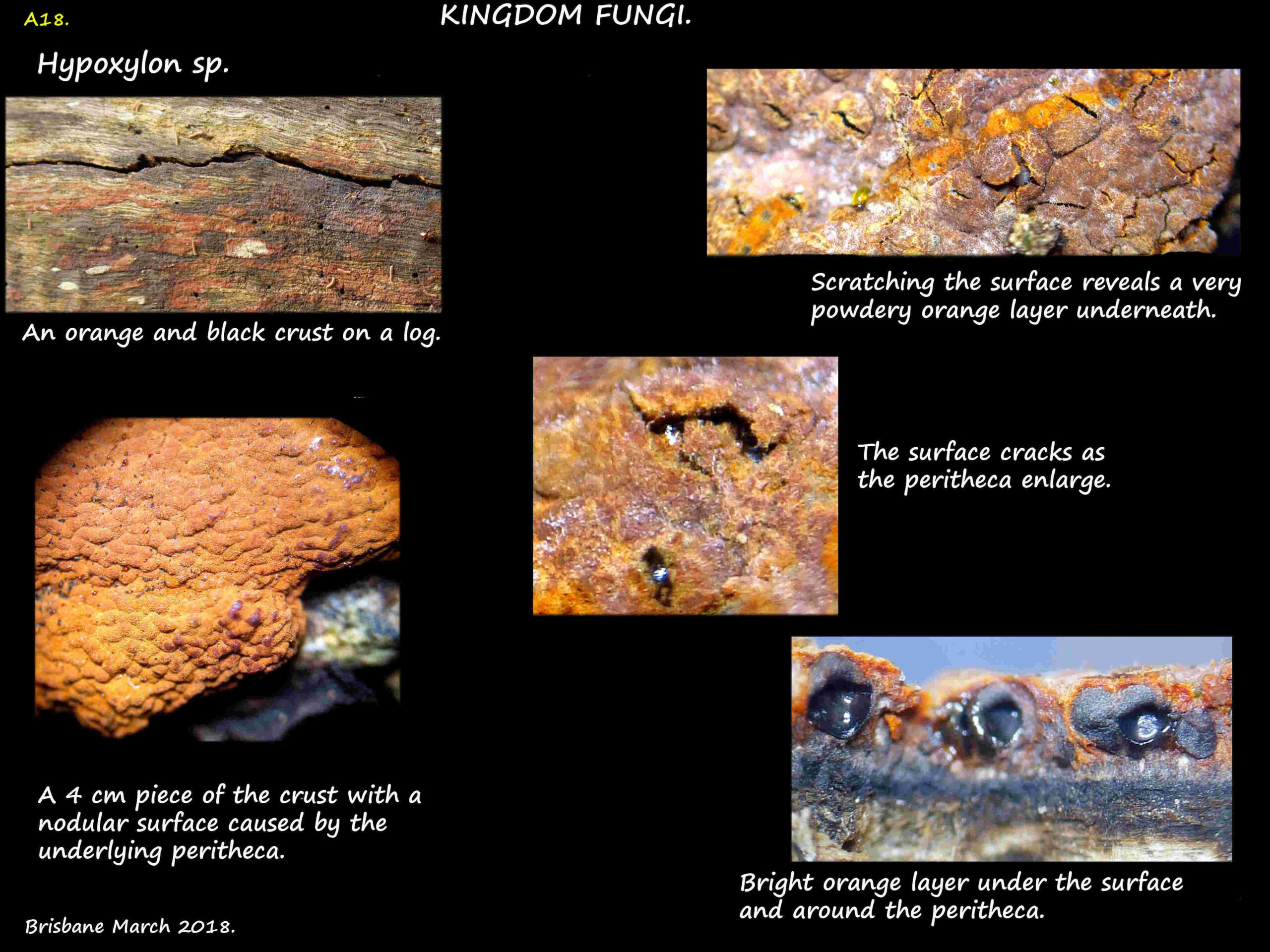 1 An orange Hypoxylon crust fungus