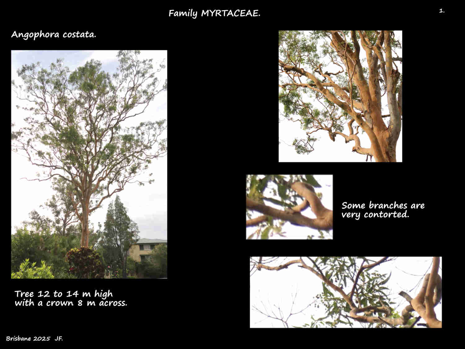 1 Angophora costata tree & branches