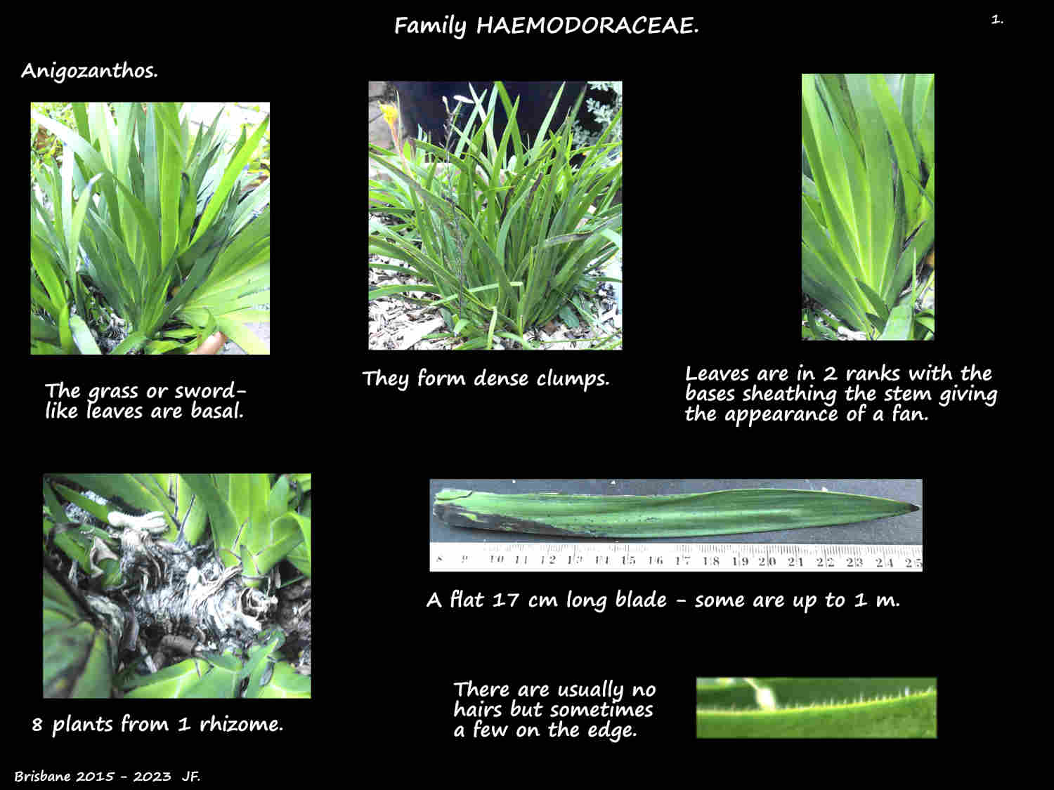 1 Anigozanthos plants & leaves