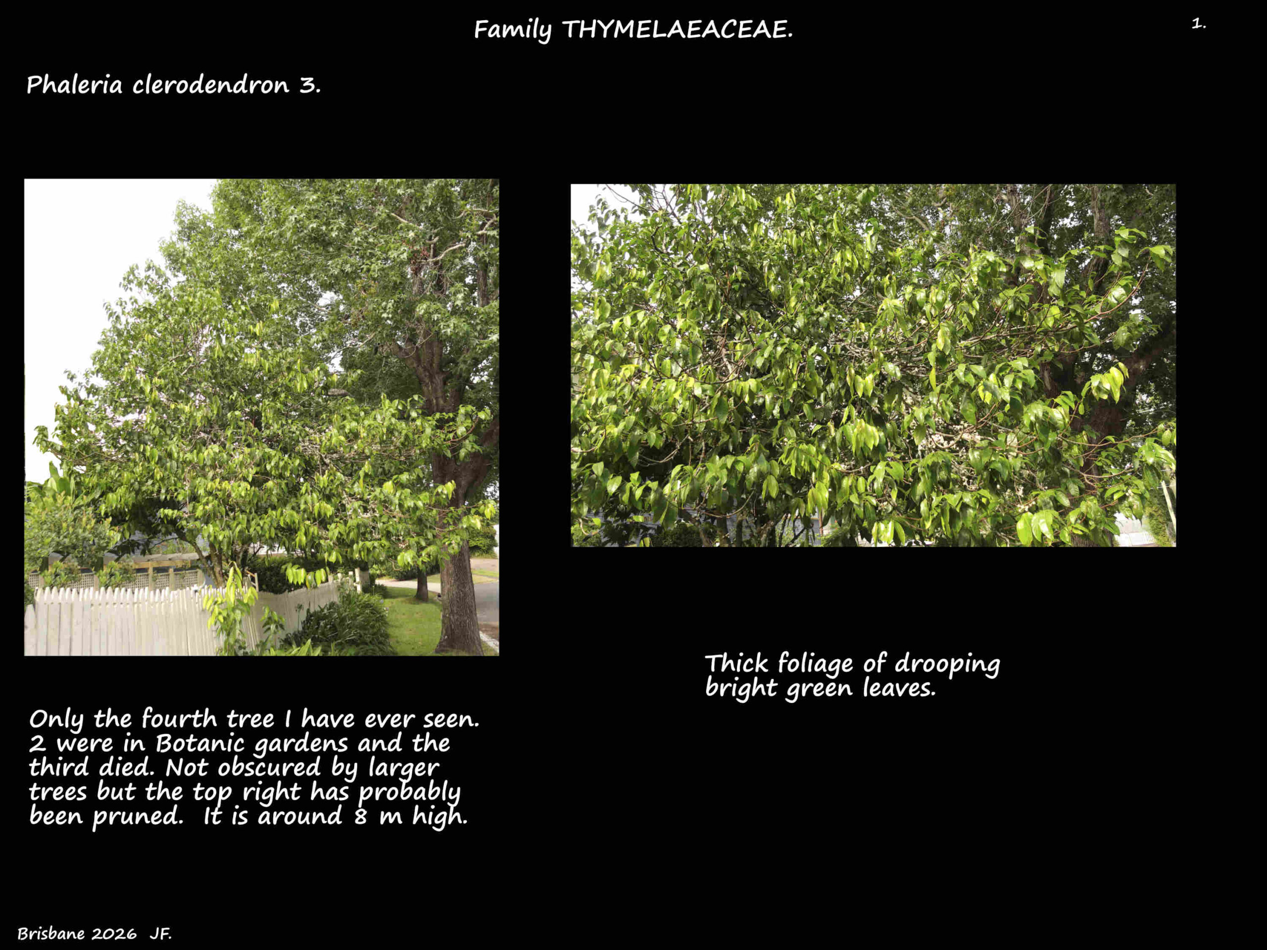 1 Another Phaleria clerodendron tree