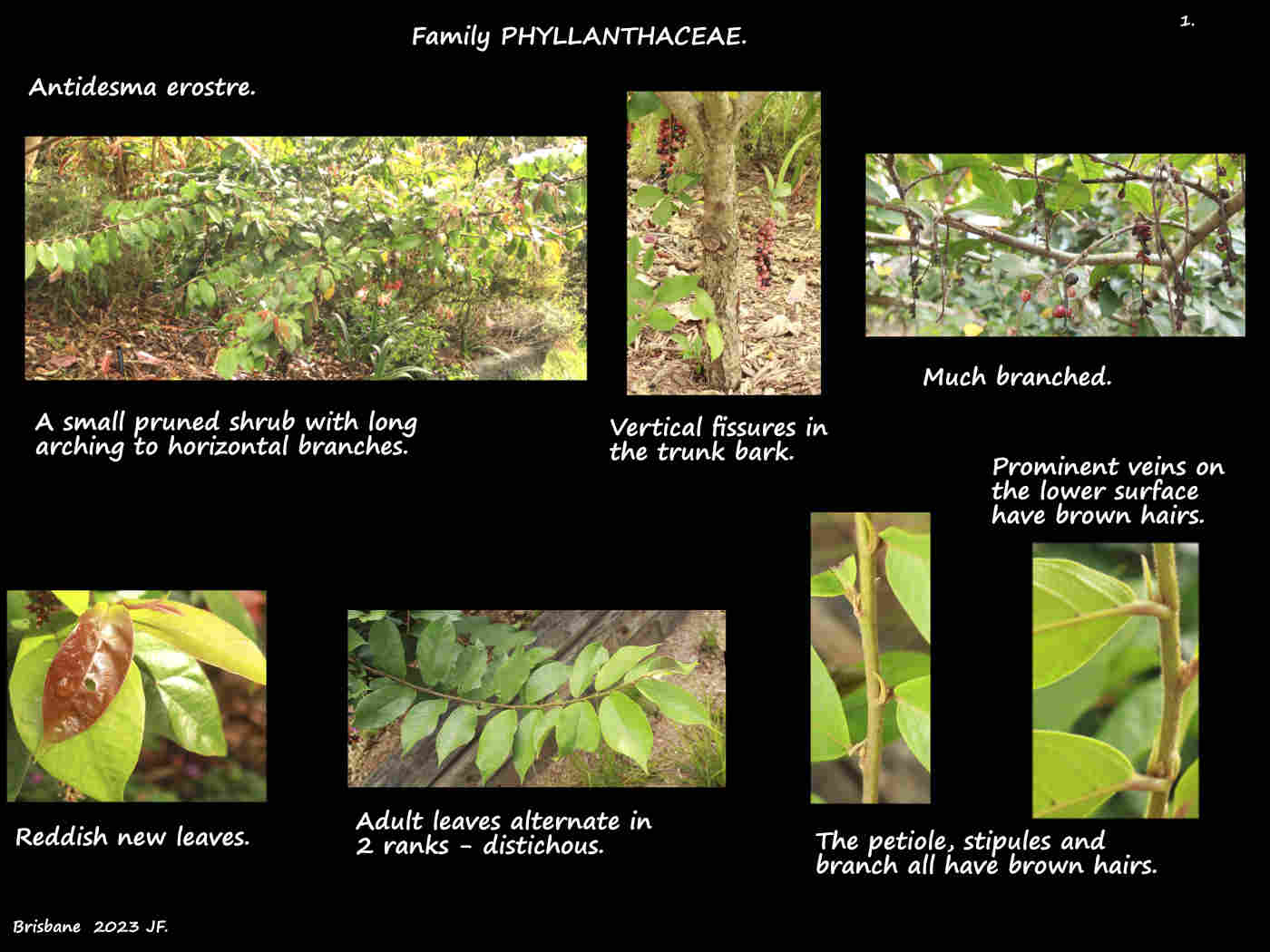 1 Antidesma erostre shrub & leaves