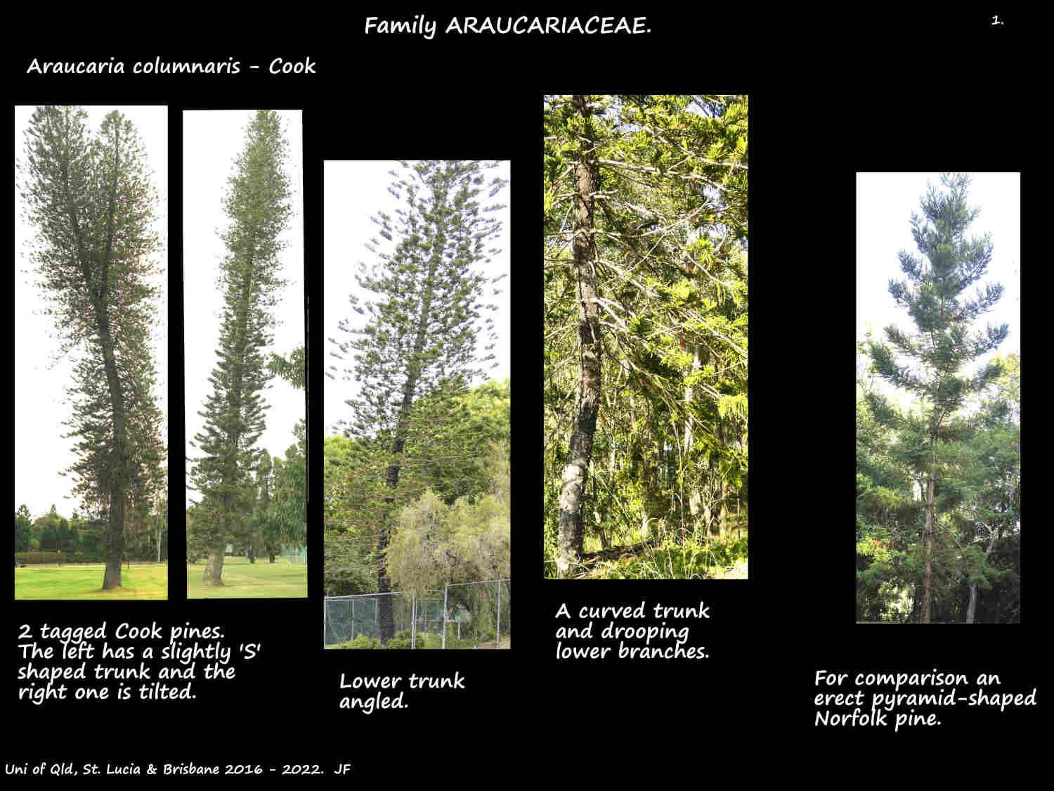1 Araucaria columnaris trees