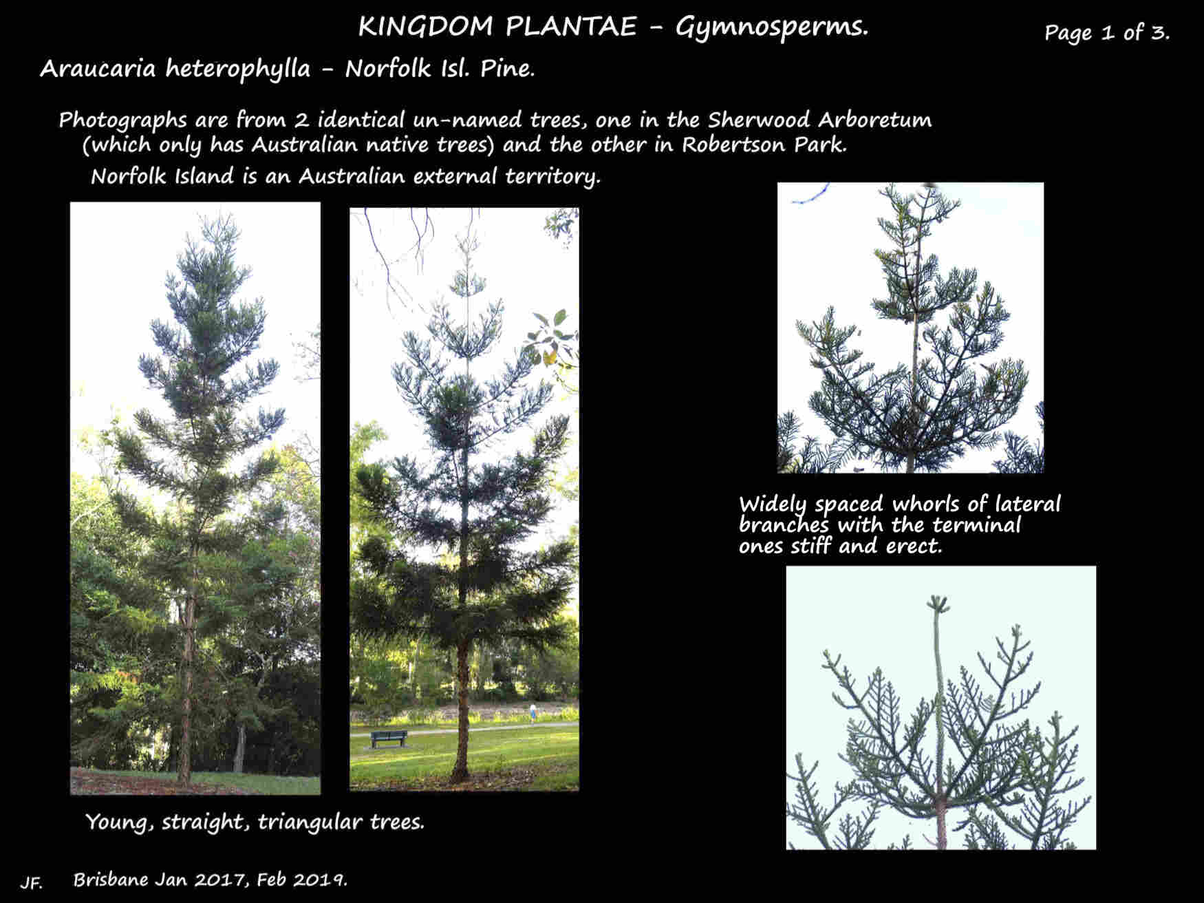 1 Araucaria heterophylla trees and branches