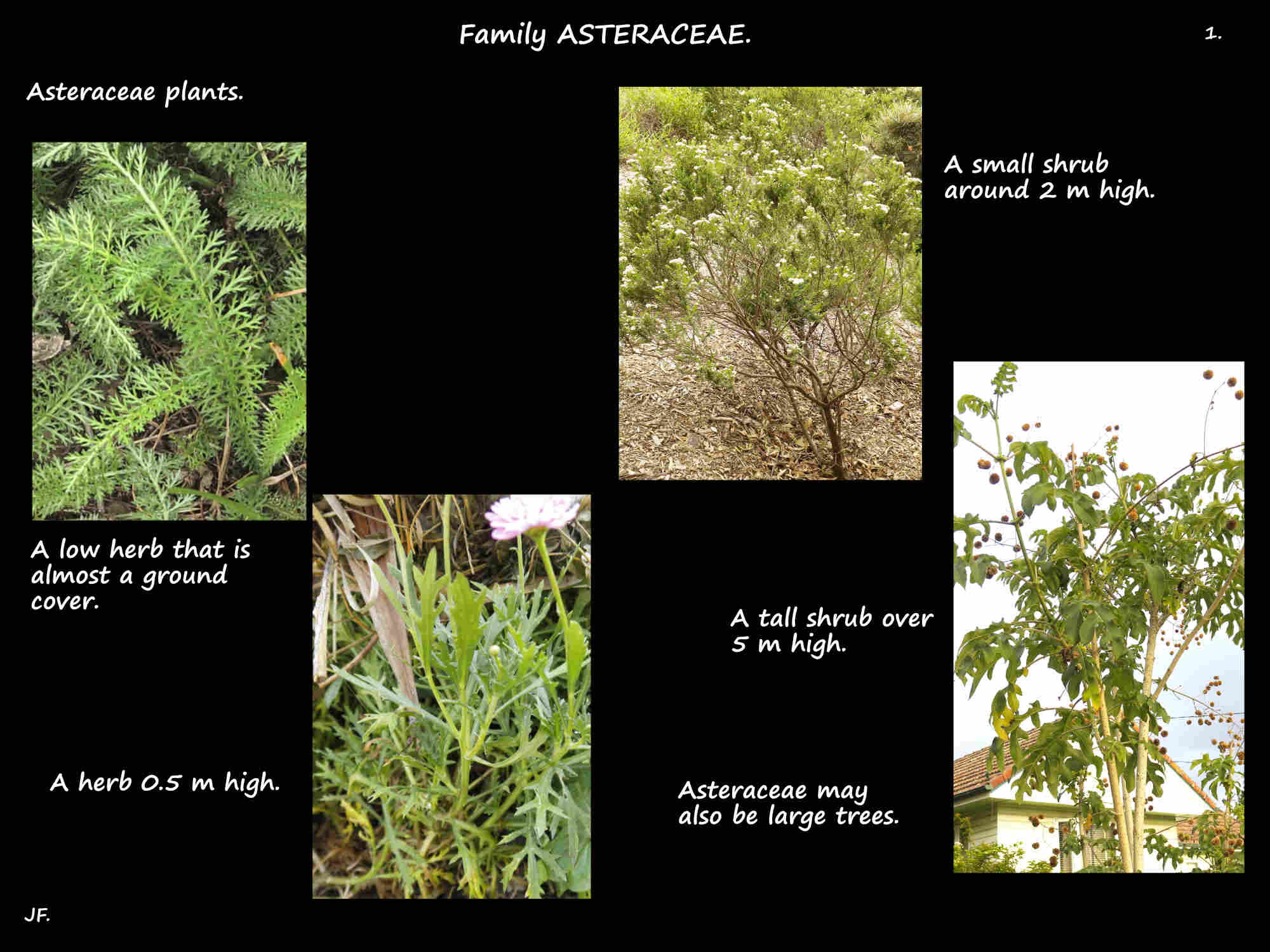 1 Asteraceae plants can be herbs, shrubs or trees