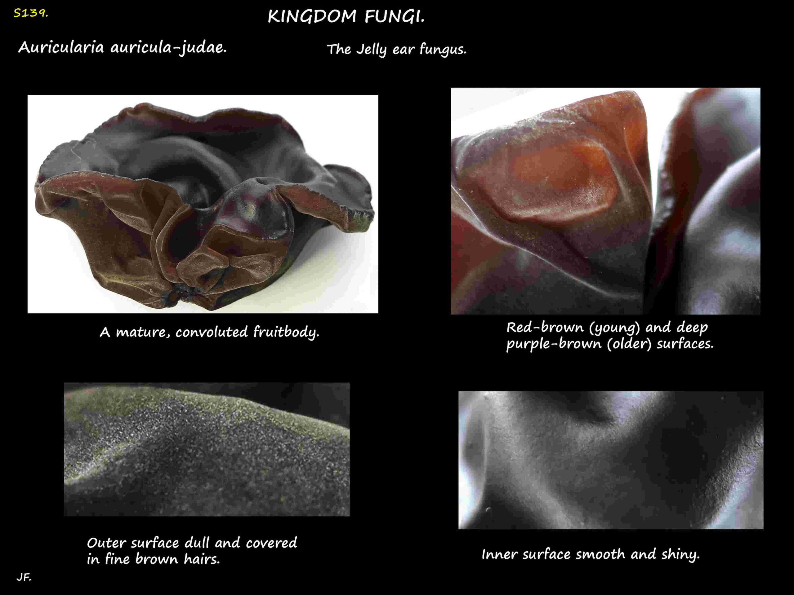 1 Auricularia auricula-judae fruit bodies