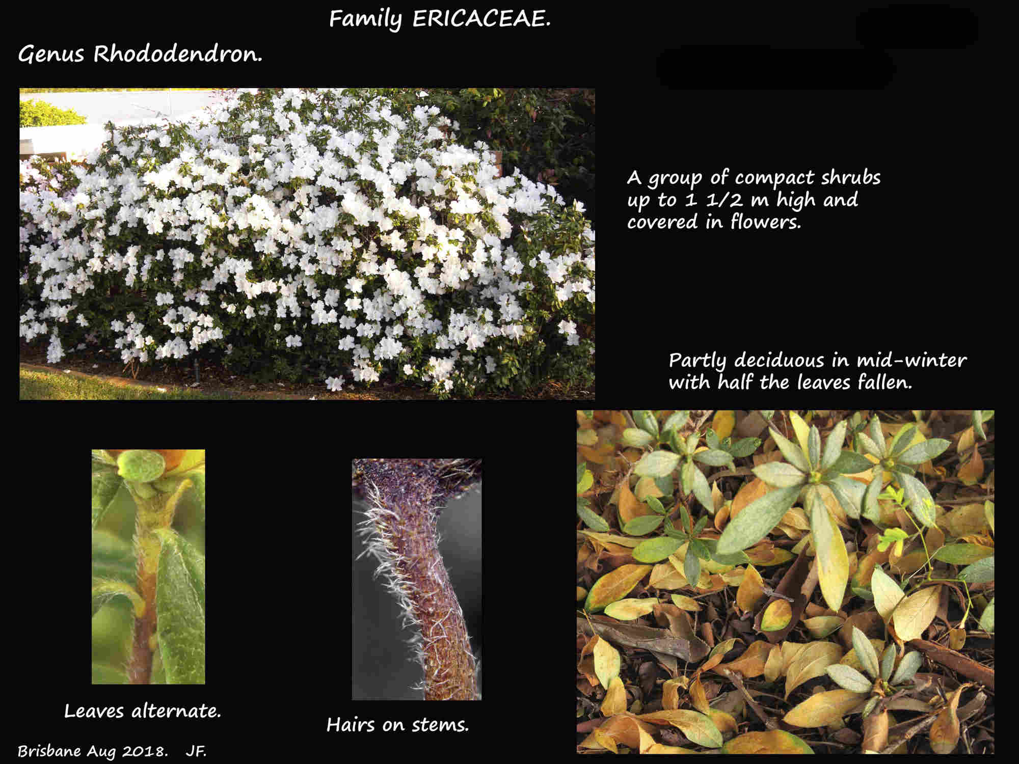 1 Azalea shrub and stem hairs
